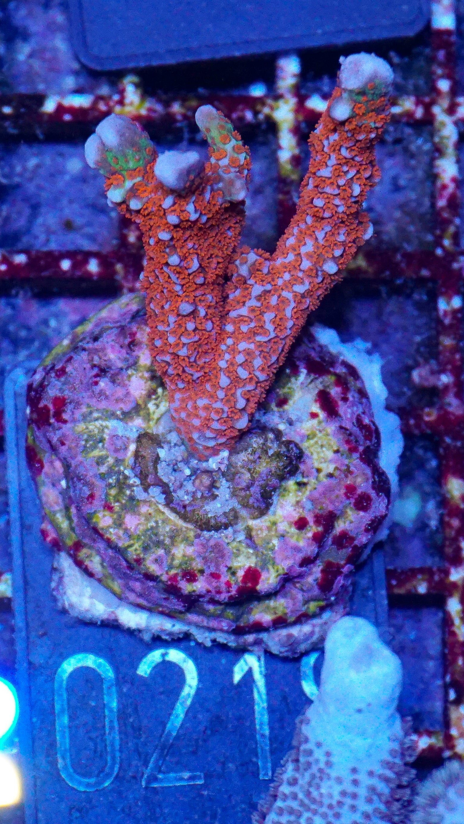 Montipora samarensis "bubble gum"