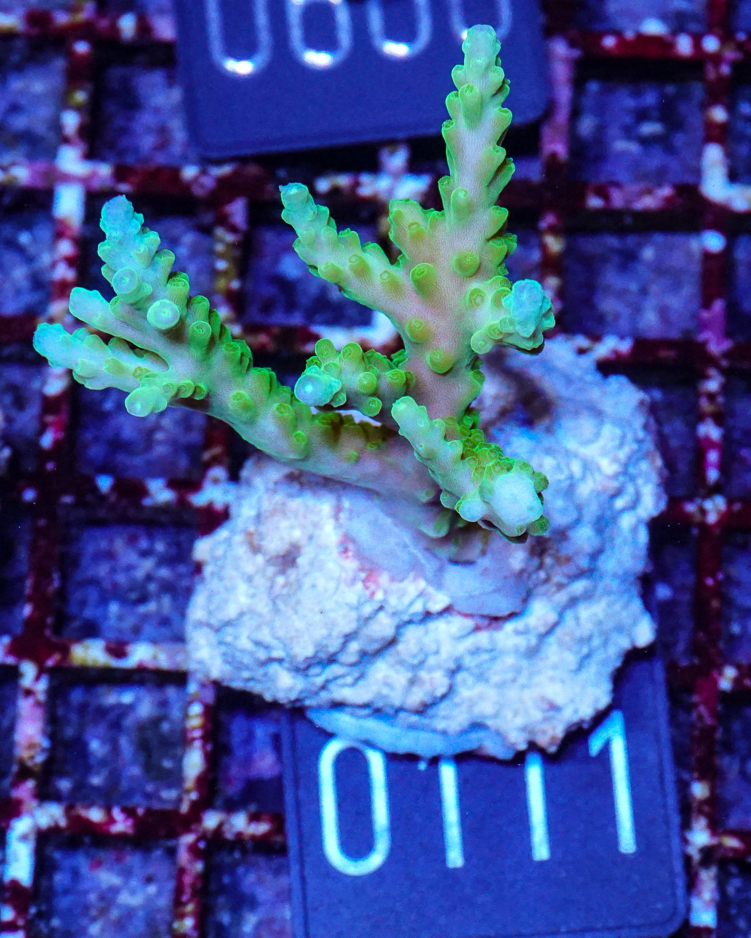 Acropora loisetteae "blue tips"
