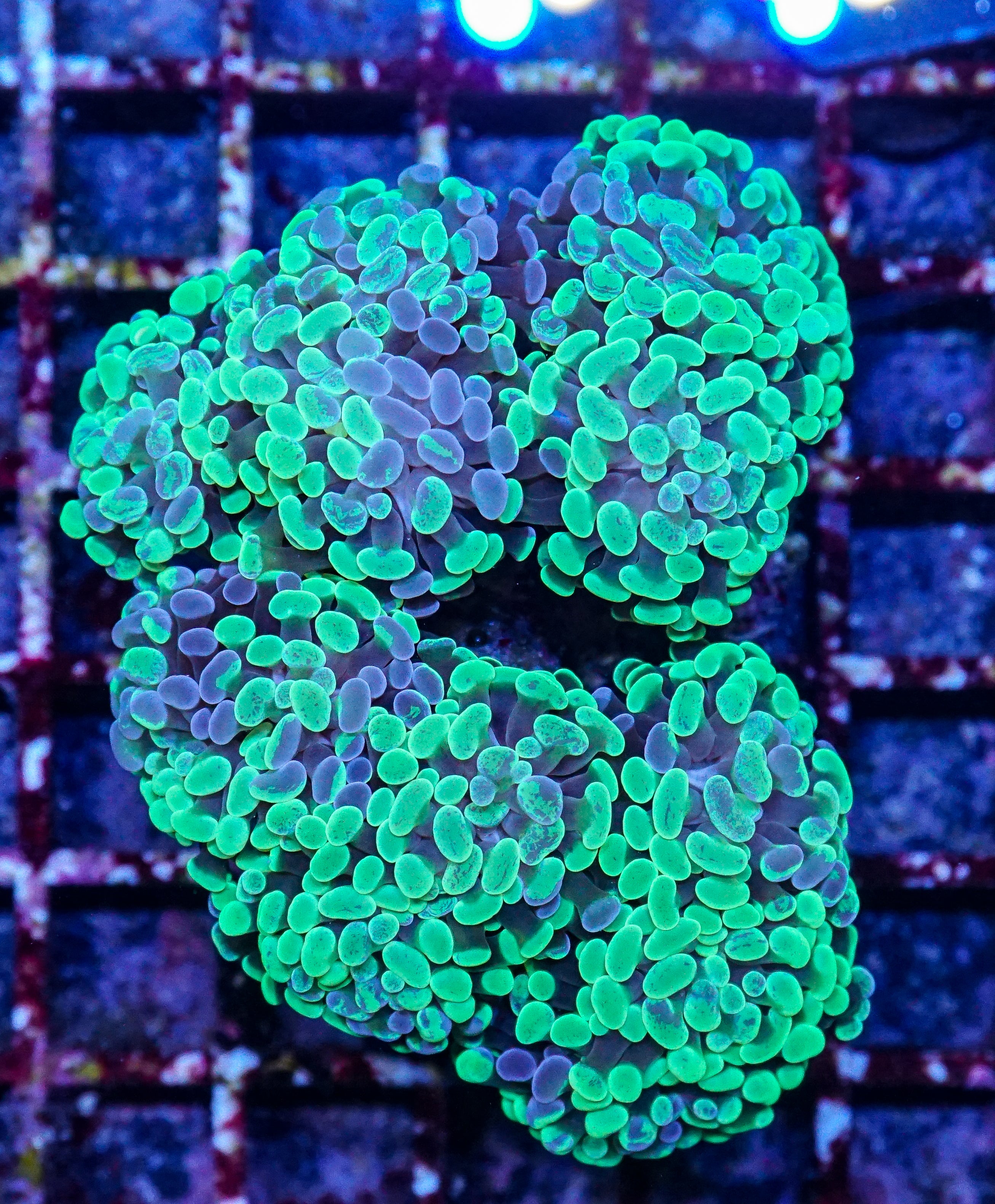 Euphyllia/Fimbriaphyllia paraancora