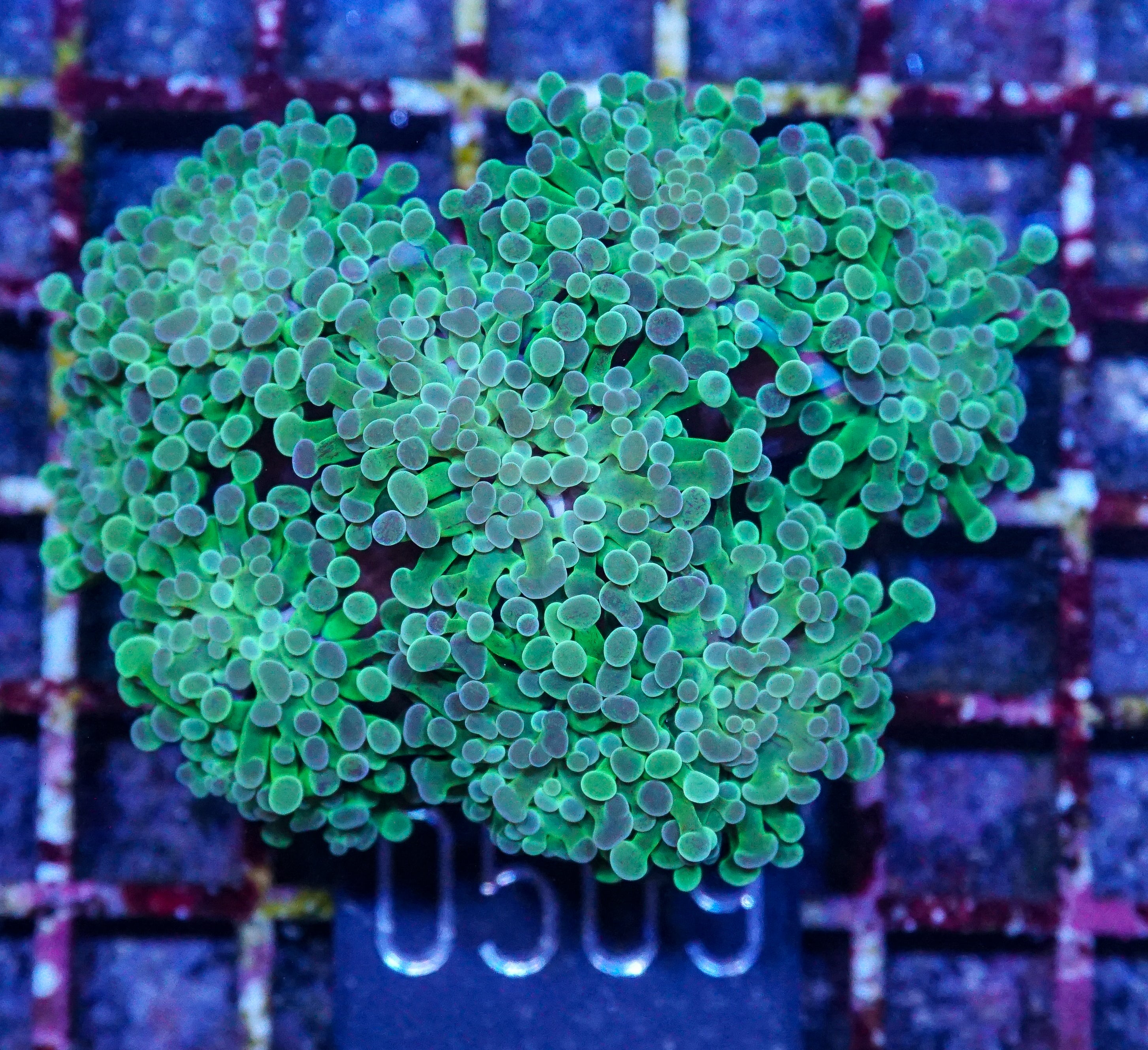 Euphyllia/Fimbriaphyllia sp.