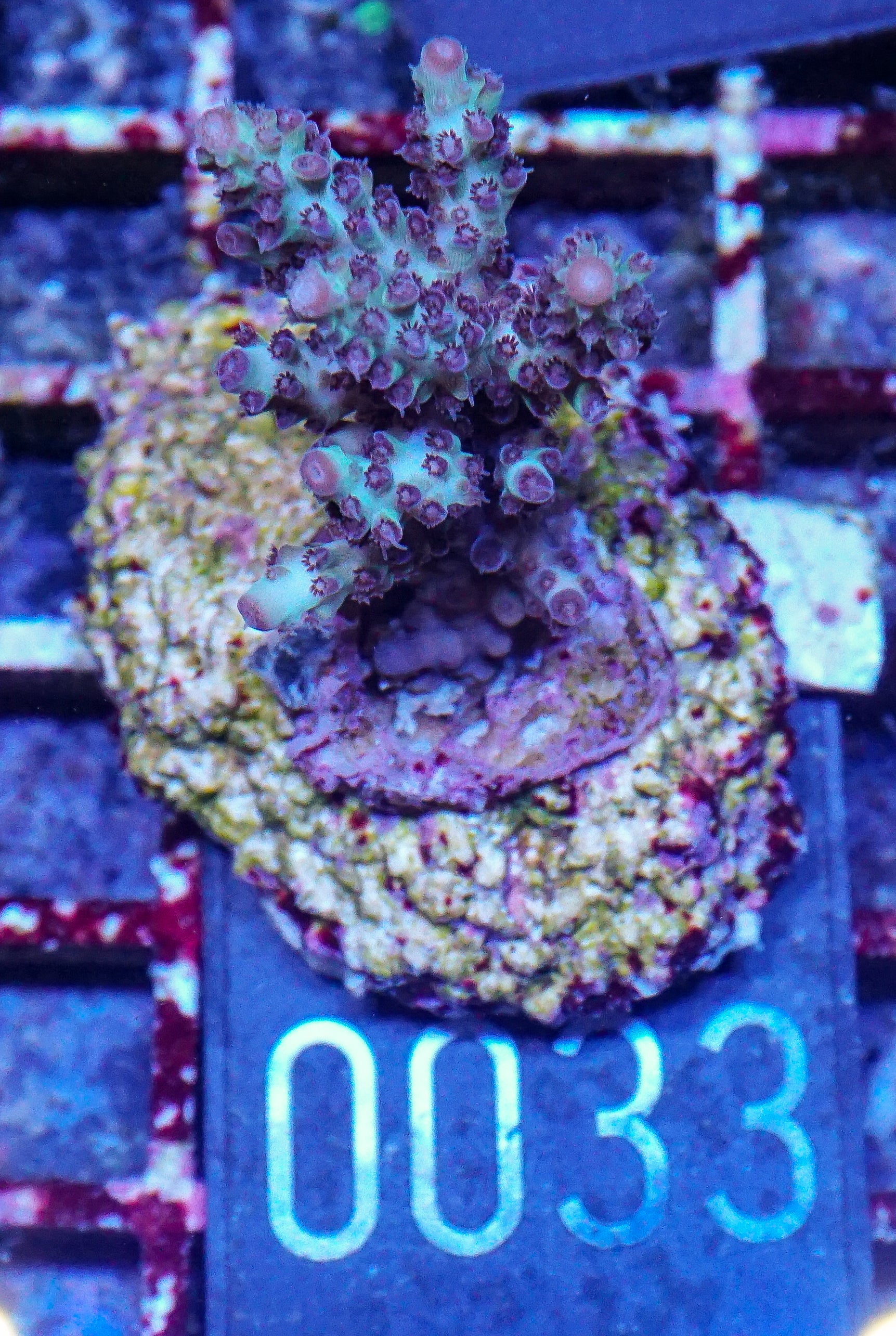 Acropora abrolhosenis “fluffy”