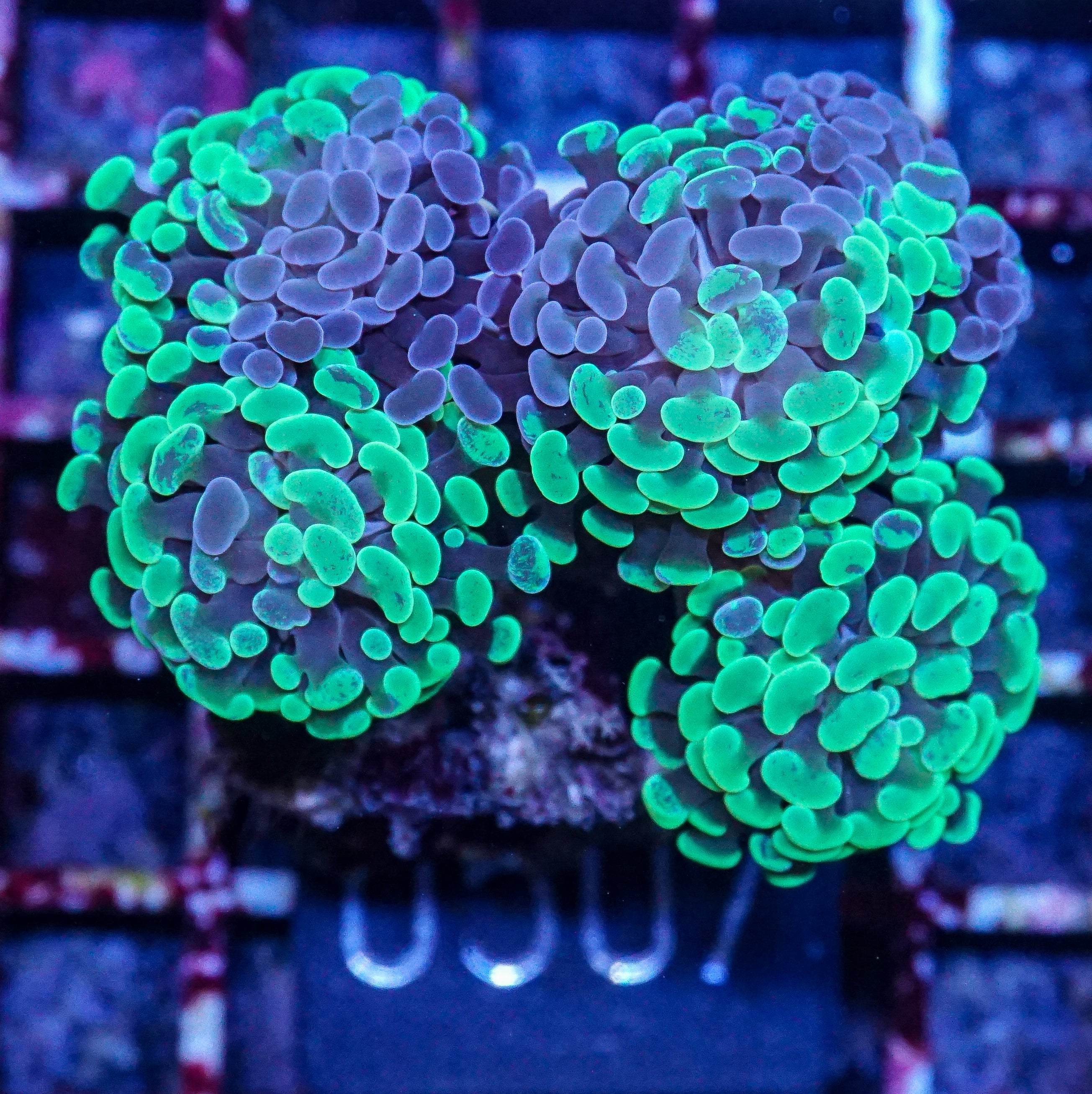 Euphyllia/Fimbriaphyllia paraancora