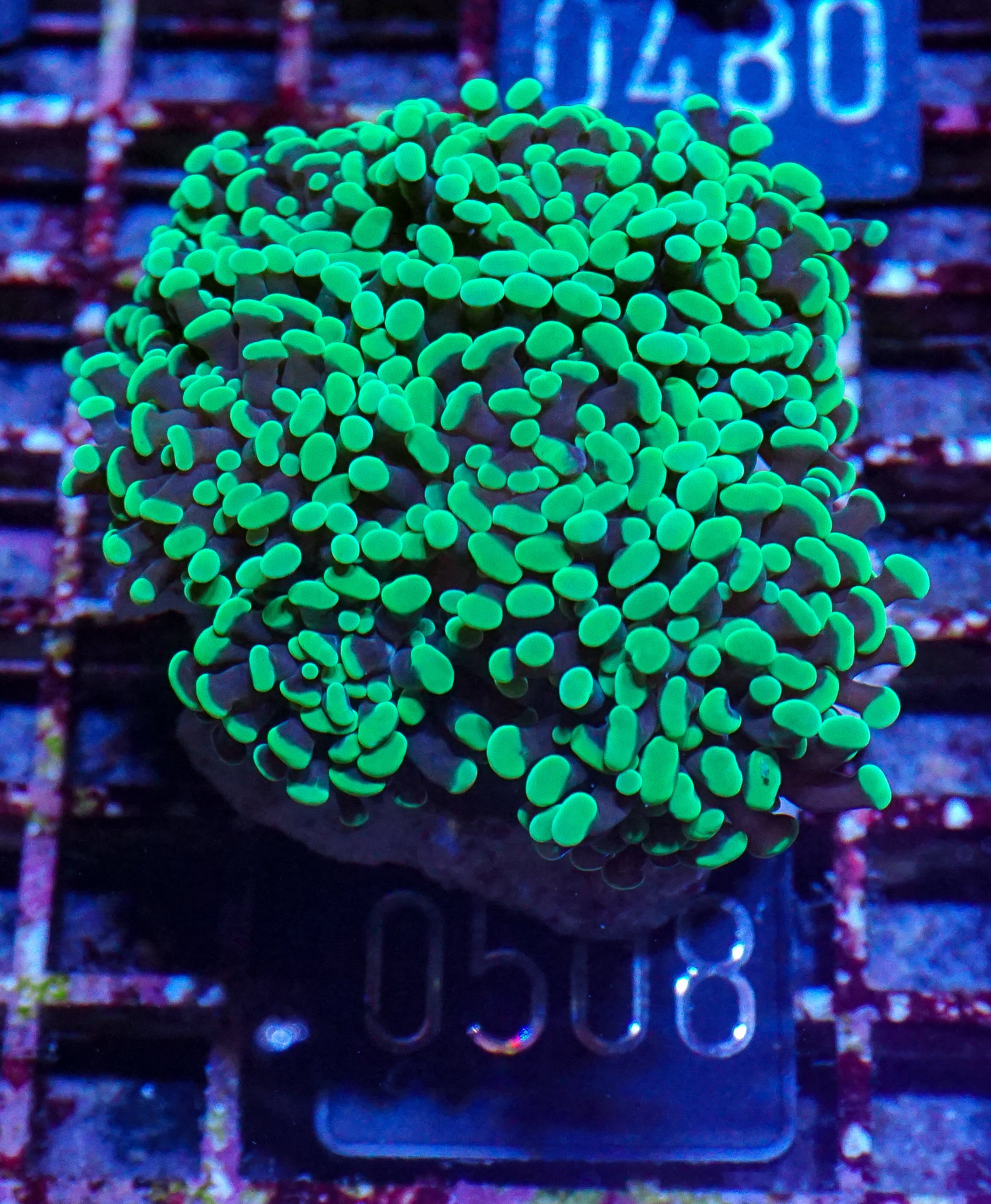 Euphyllia/Fimbriaphyllia paraancoa