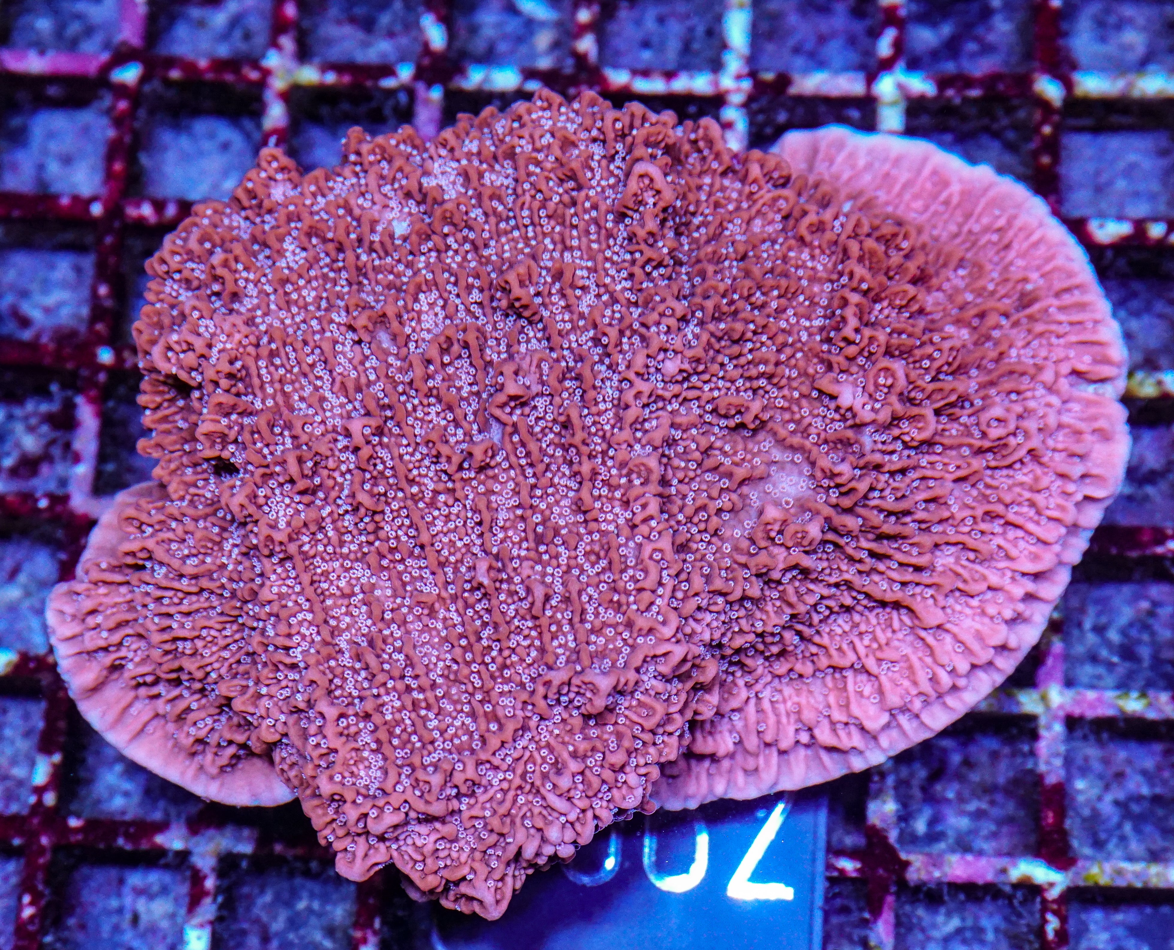 Montipora capricornis