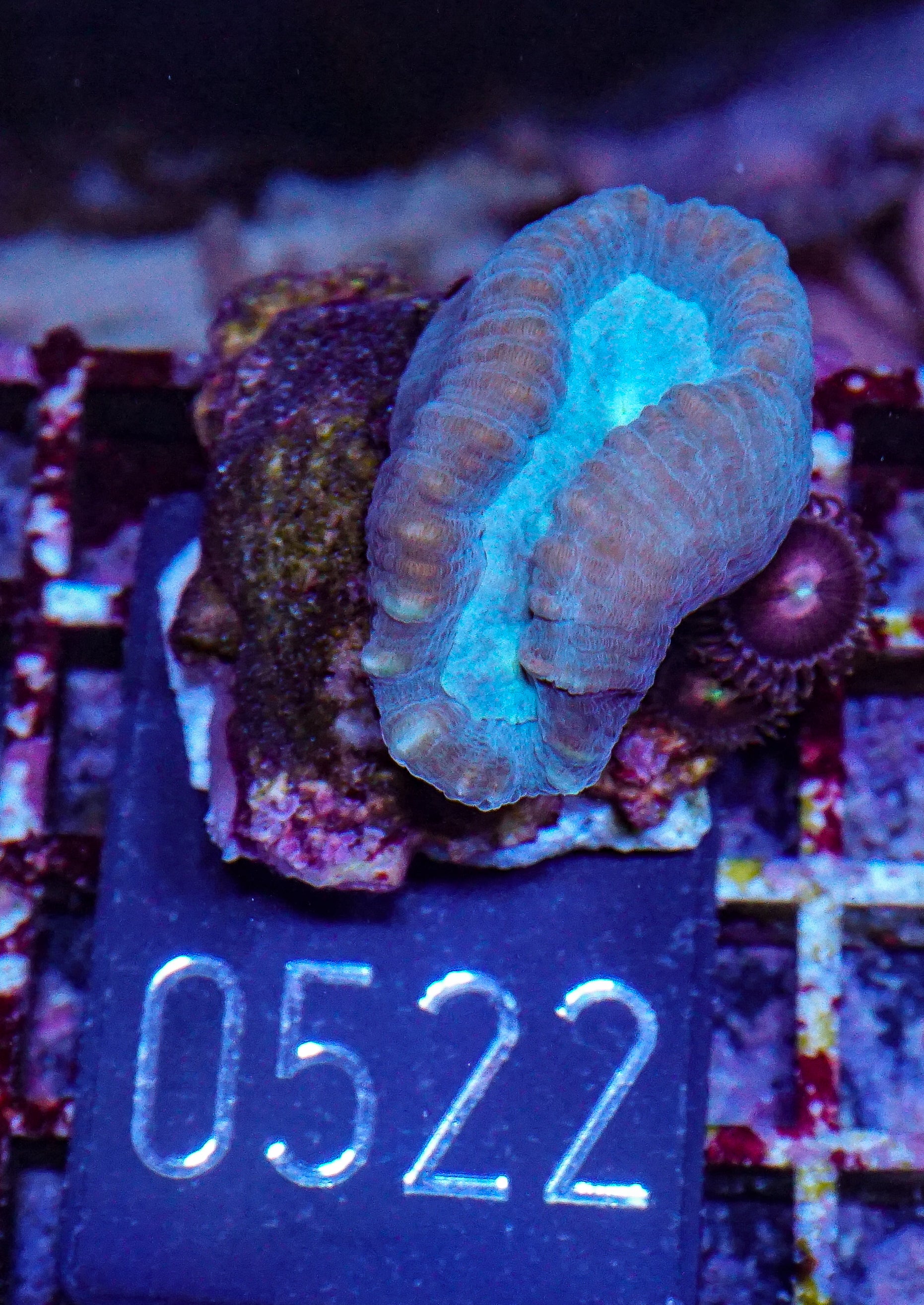 Caulastraea echinulata