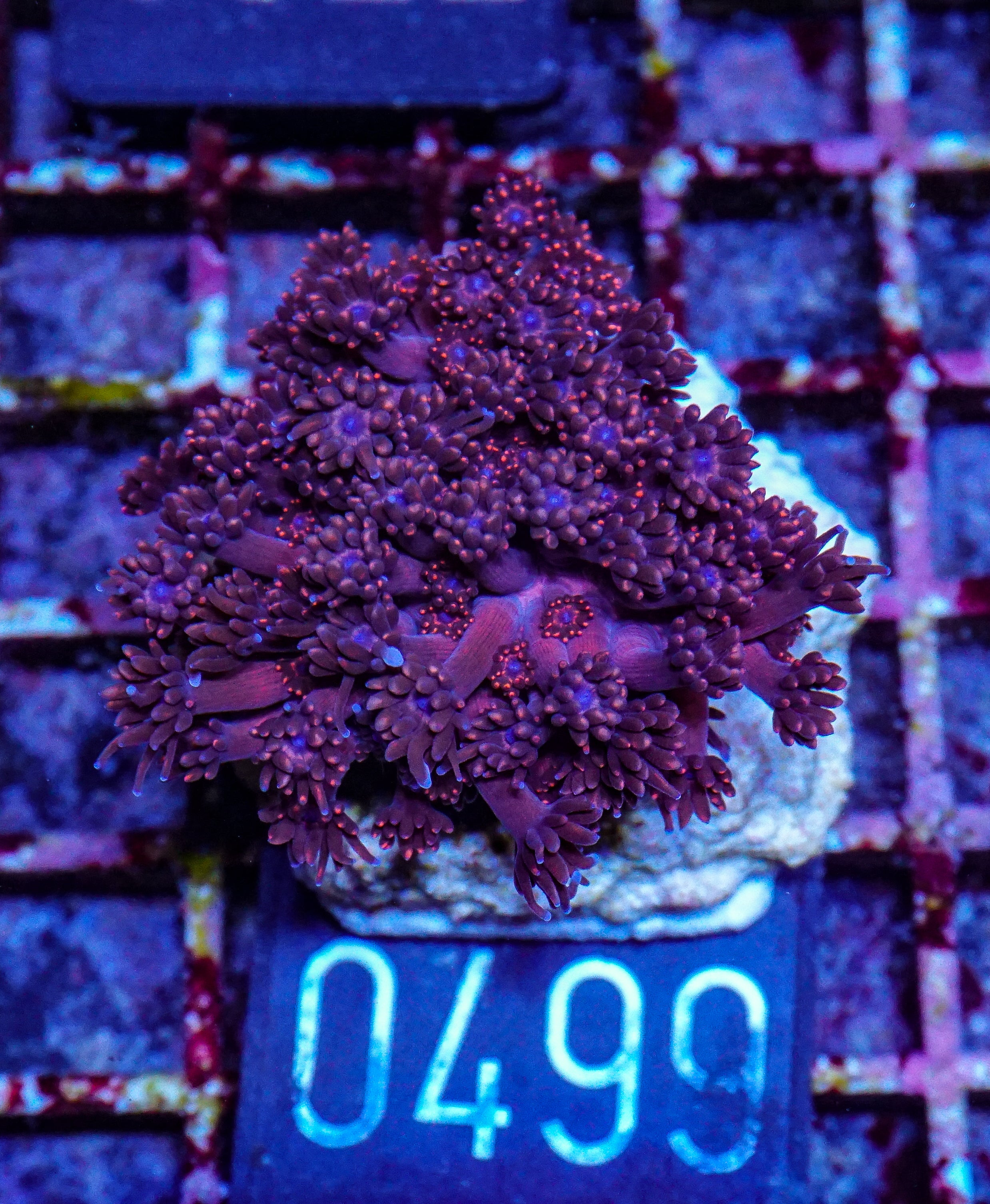 Goniopora lobata "purple"