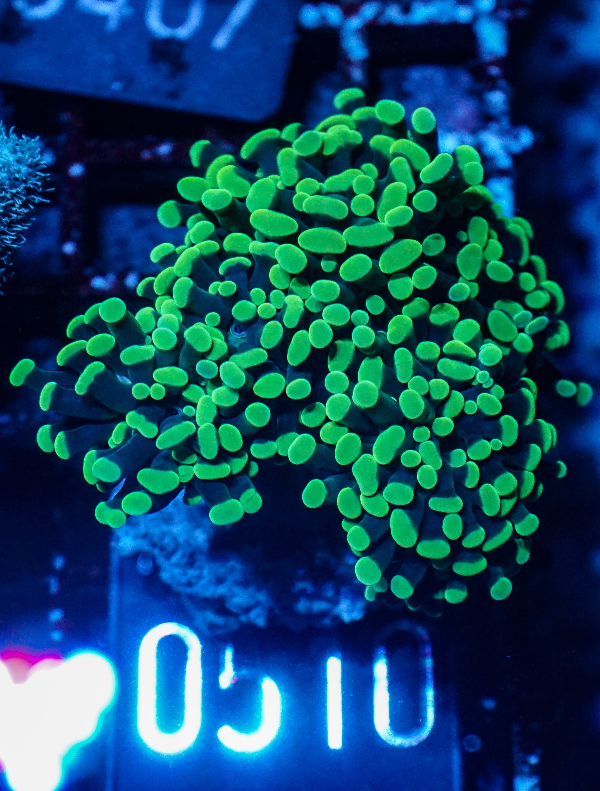 Euphyllia/Fimbriaphyllia paraancora