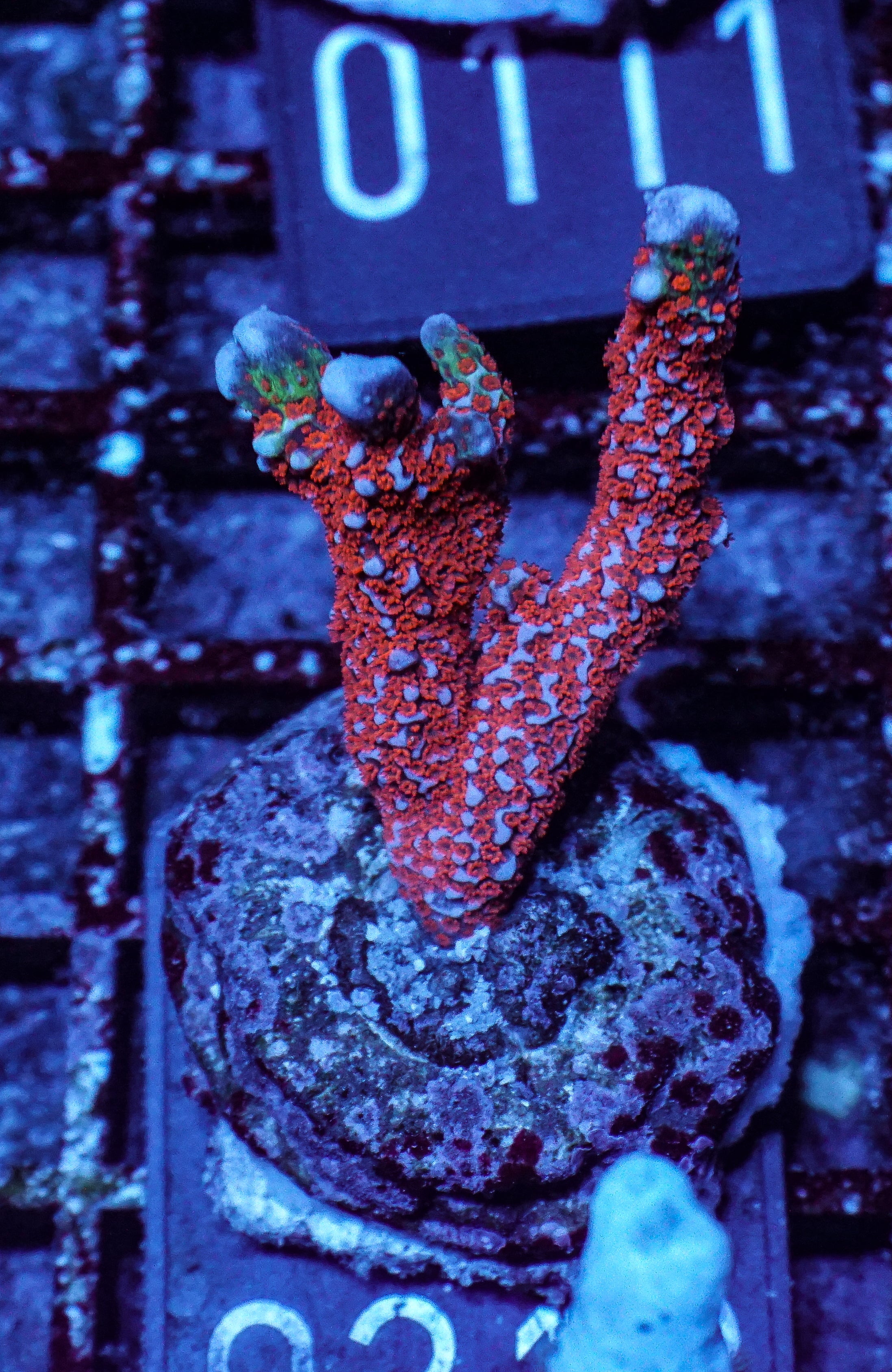 Montipora samarensis "bubble gum"