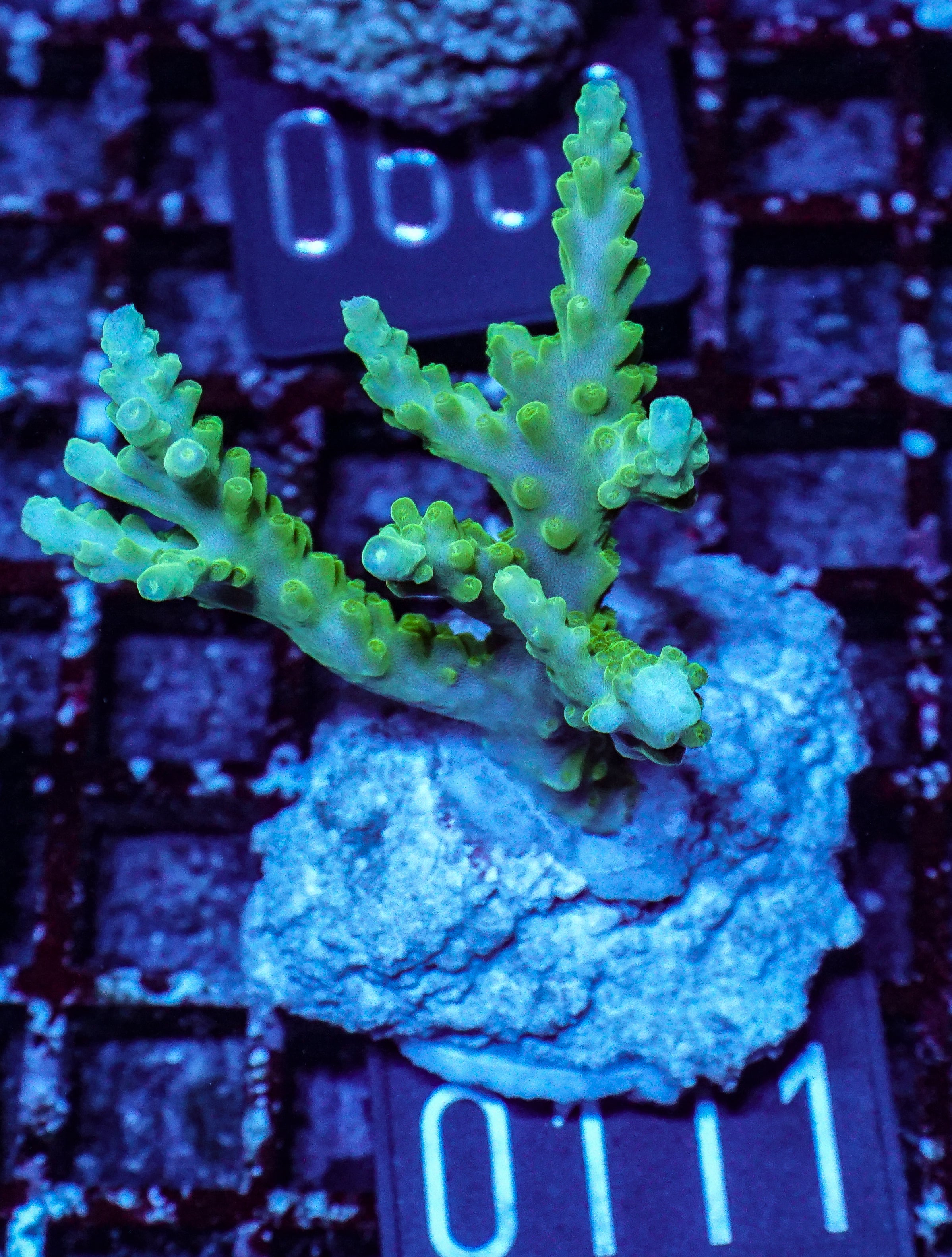 Acropora loisetteae "blue tips"