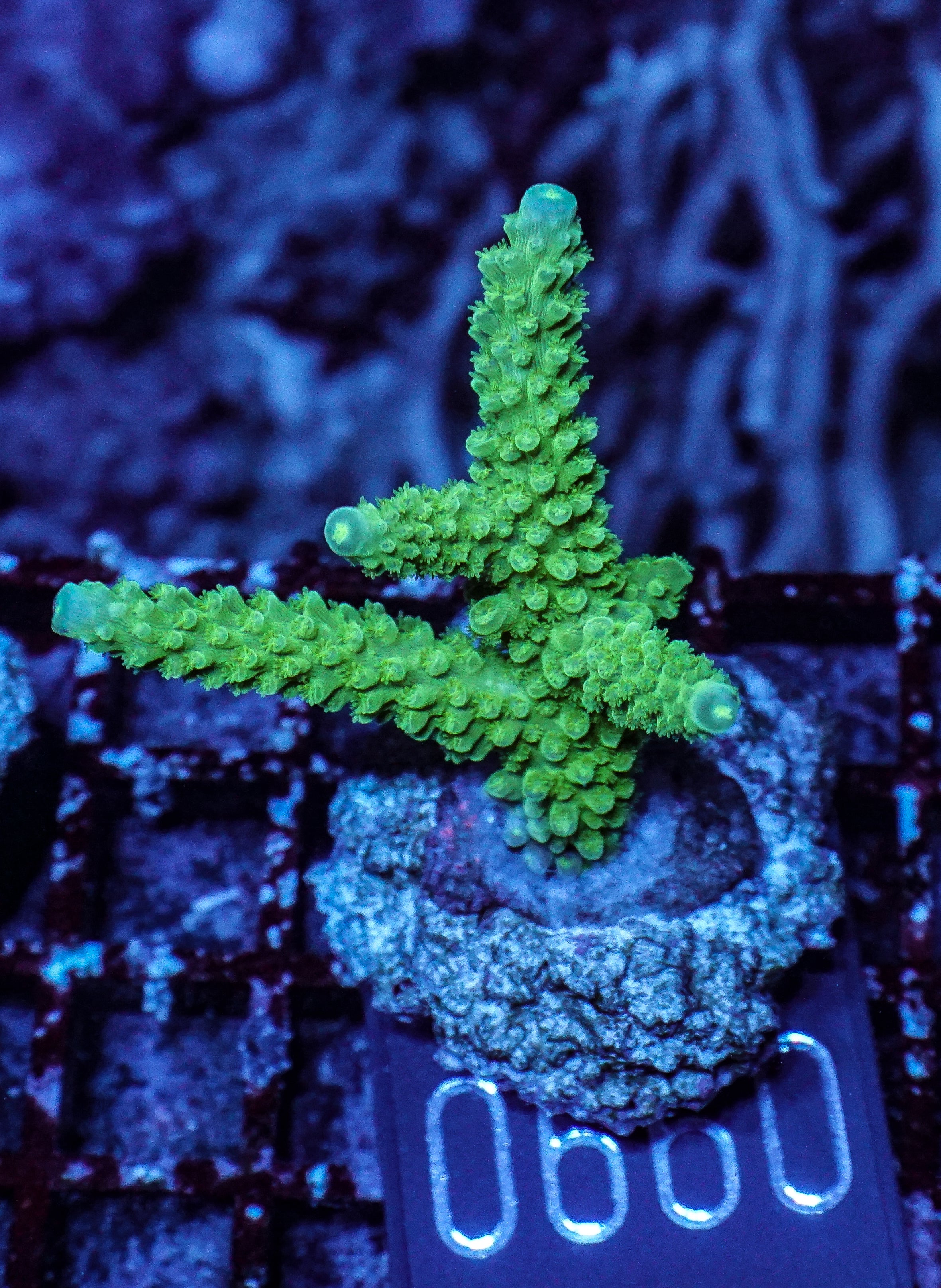 Acropora tumida "Enzmann"