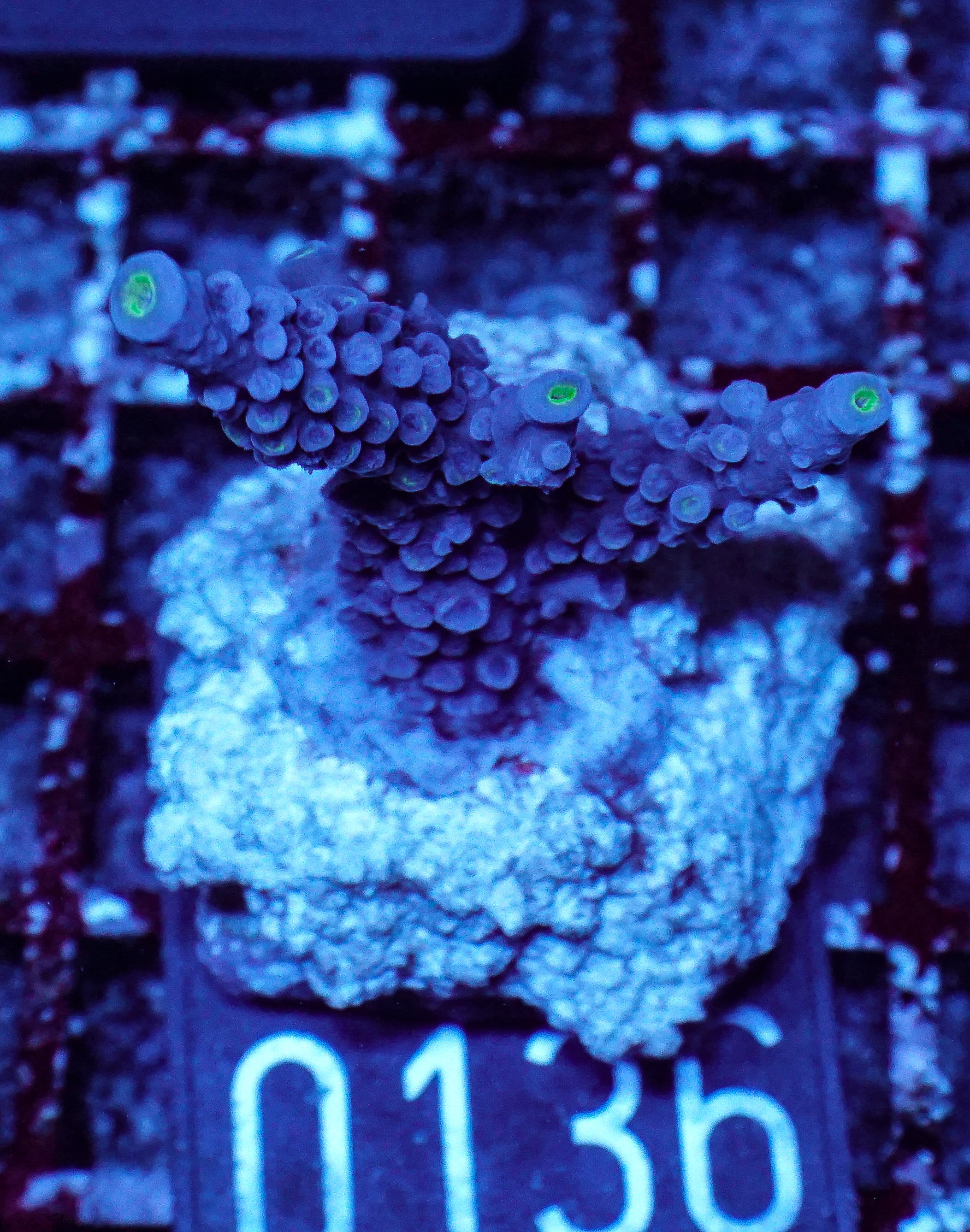 Acropora hoeskmai “blue robin”