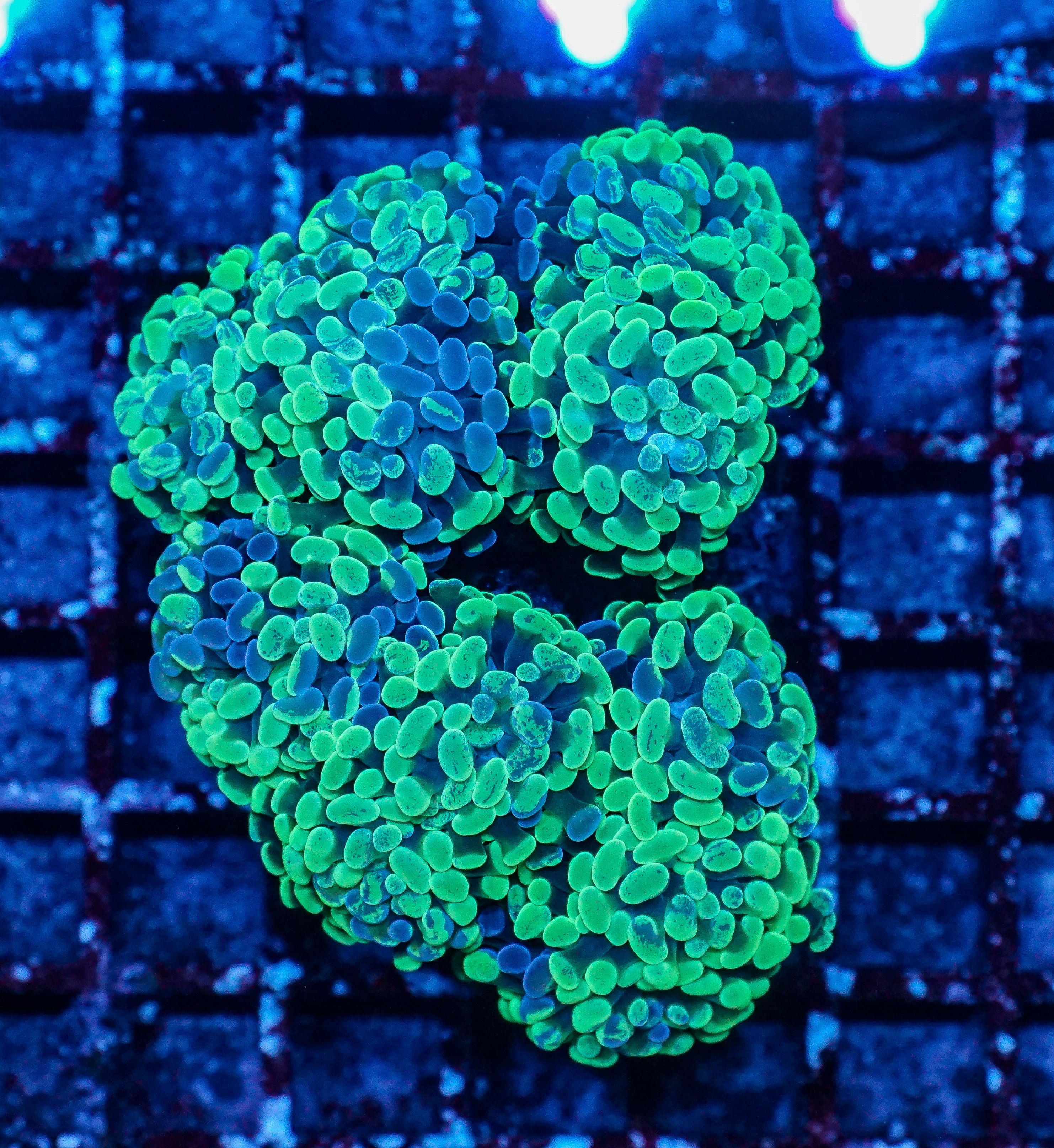 Euphyllia/Fimbriaphyllia paraancora