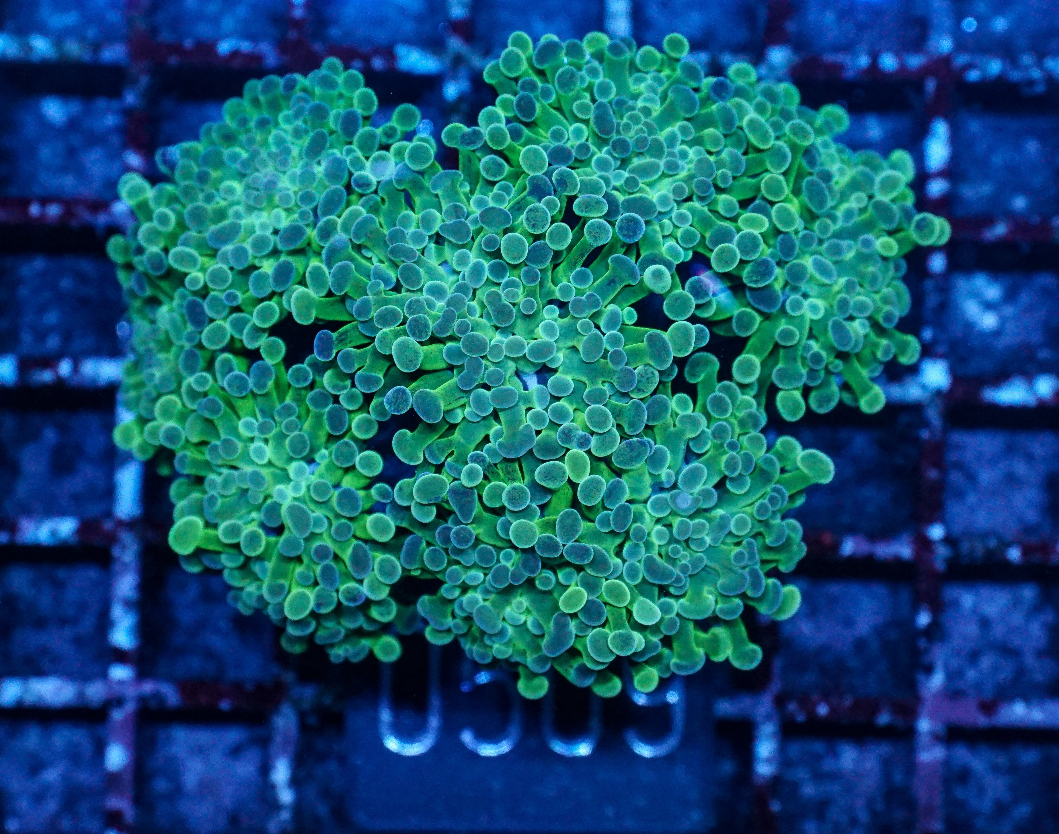 Euphyllia/Fimbriaphyllia sp.