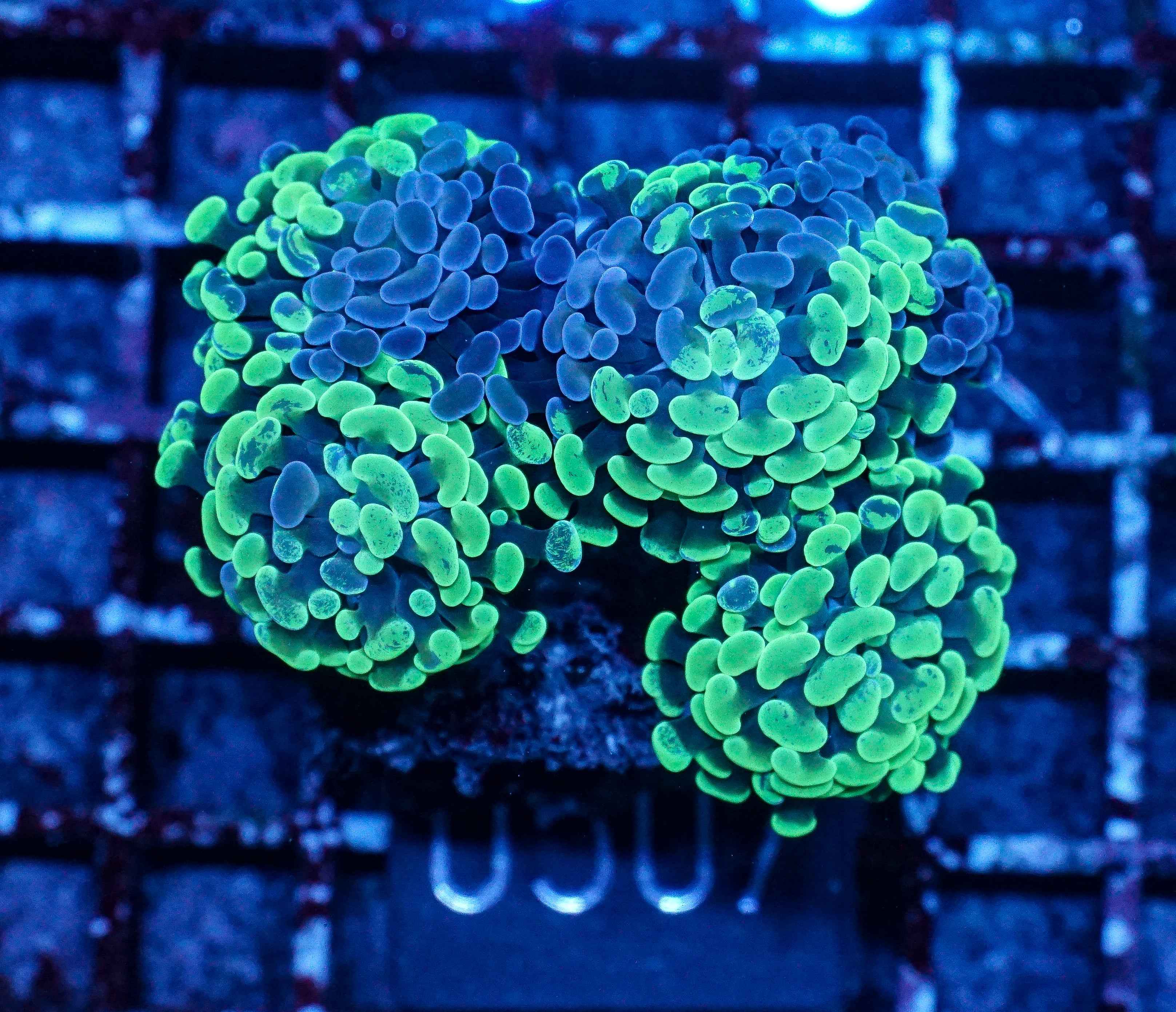 Euphyllia/Fimbriaphyllia paraancora