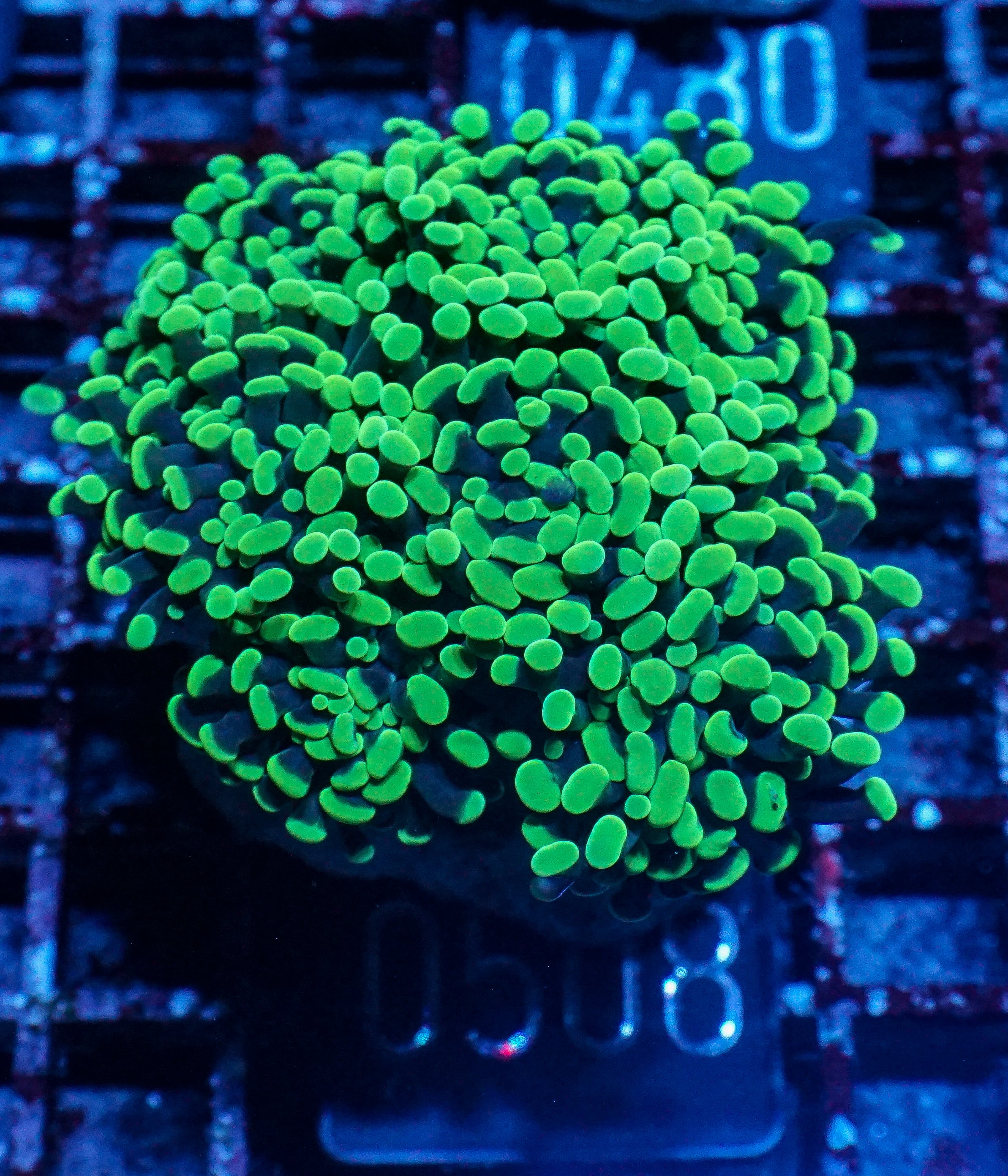 Euphyllia/Fimbriaphyllia paraancoa