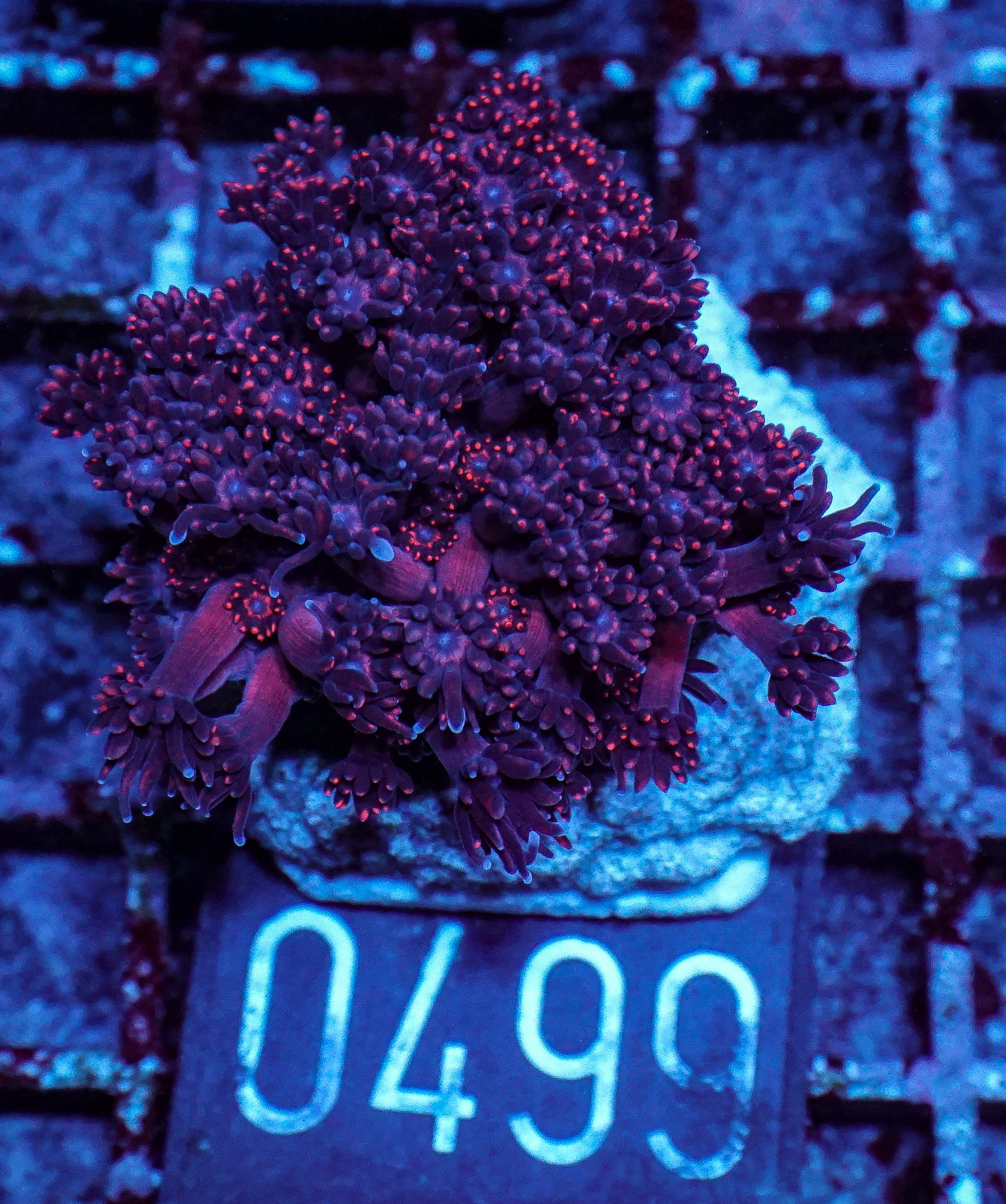 Goniopora lobata "purple"