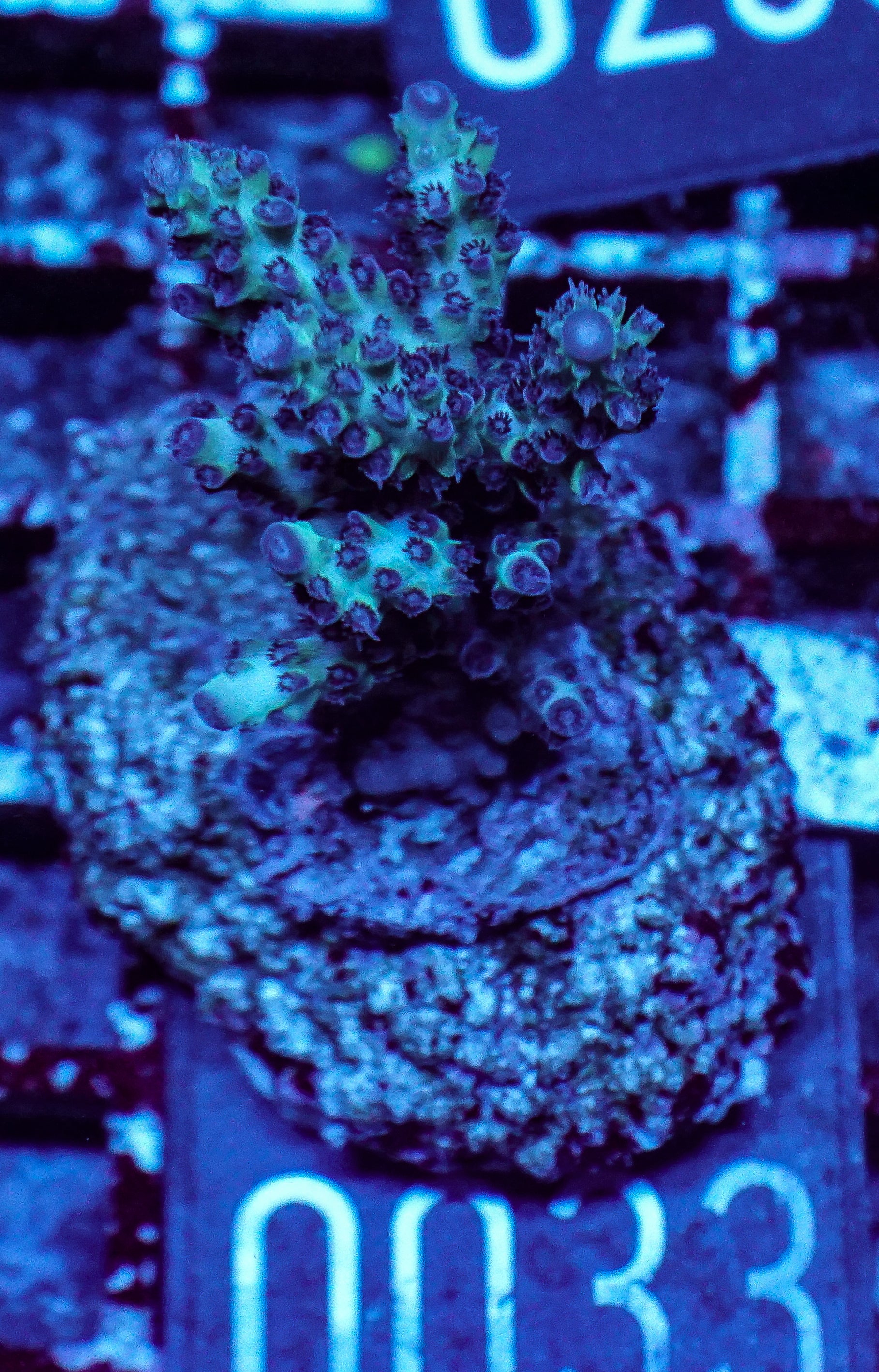 Acropora abrolhosenis “fluffy”