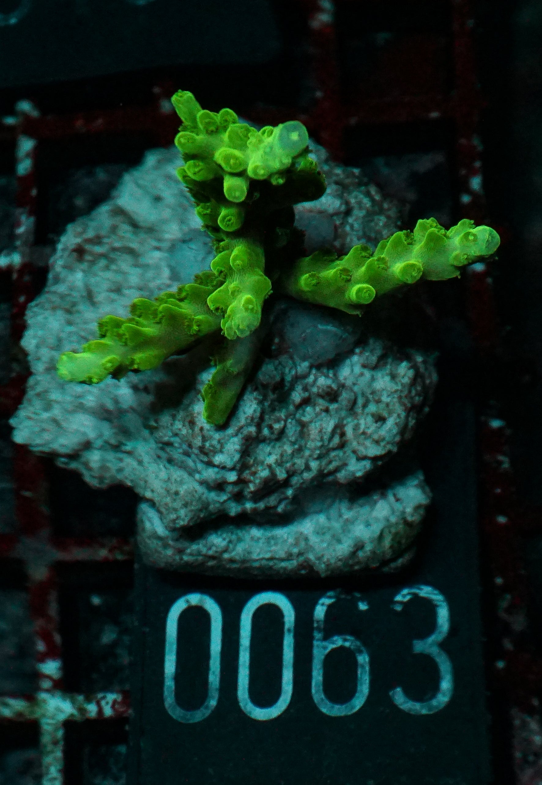 Acropora loisetteae "blue tips"