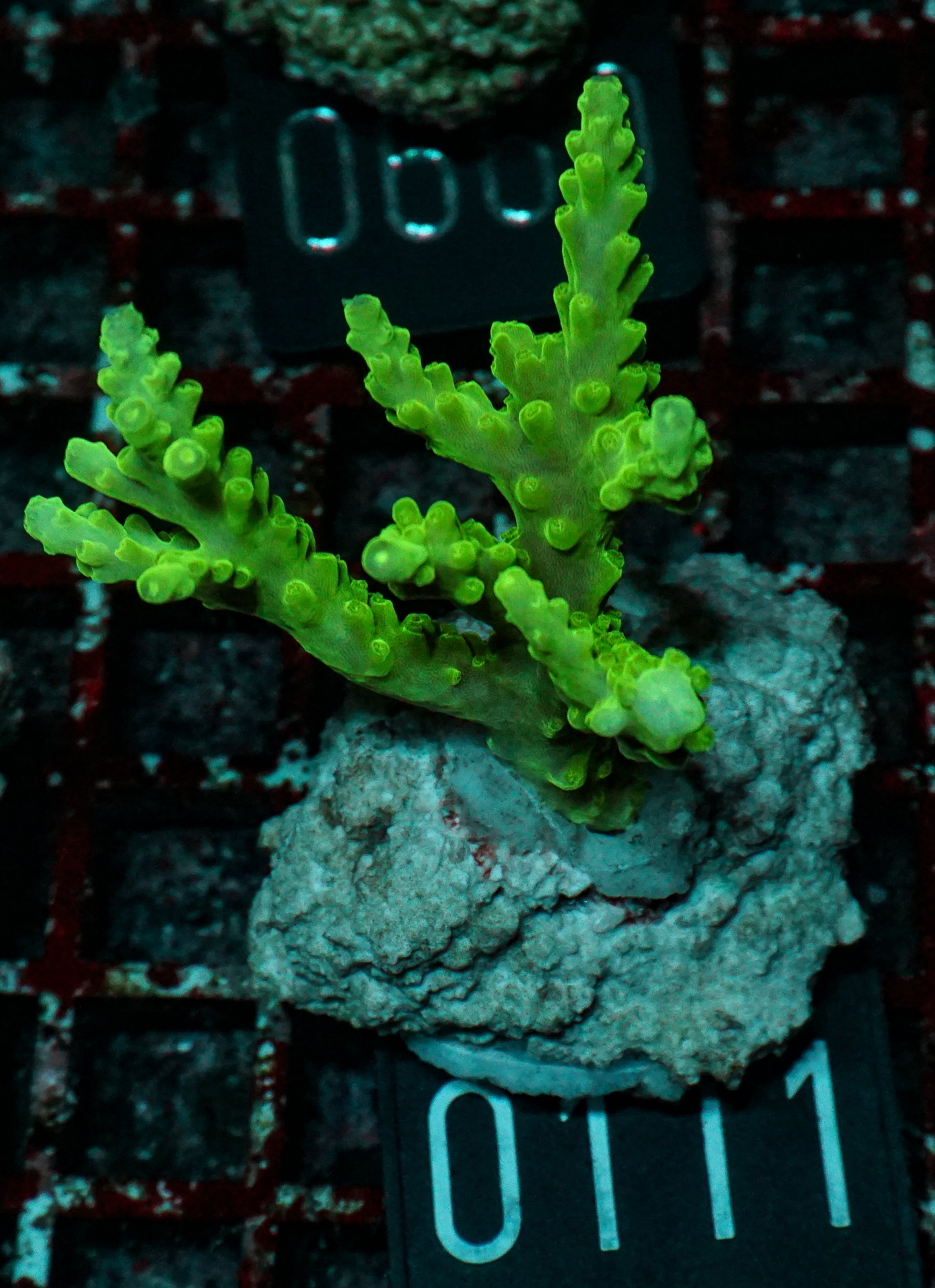 Acropora loisetteae "blue tips"