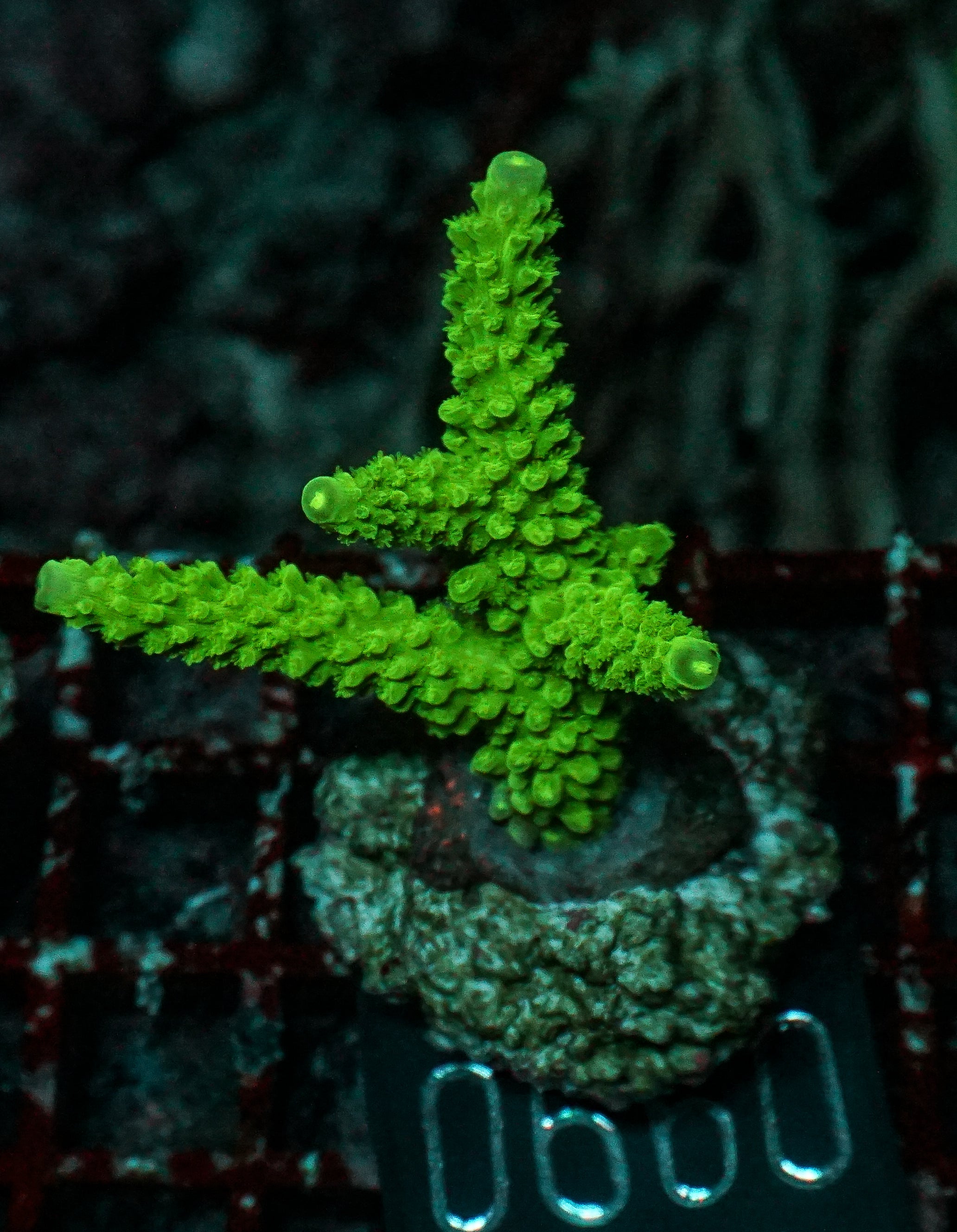 Acropora tumida "Enzmann"