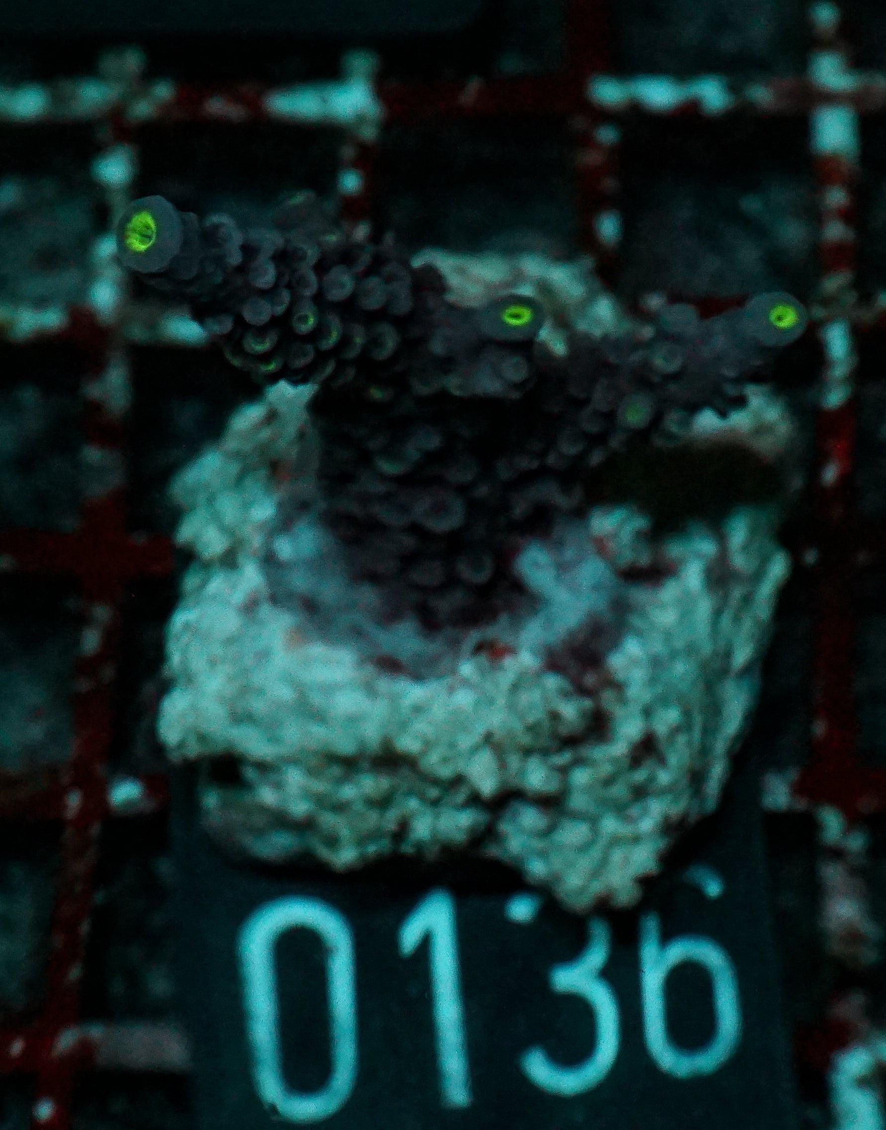 Acropora hoeskmai “blue robin”