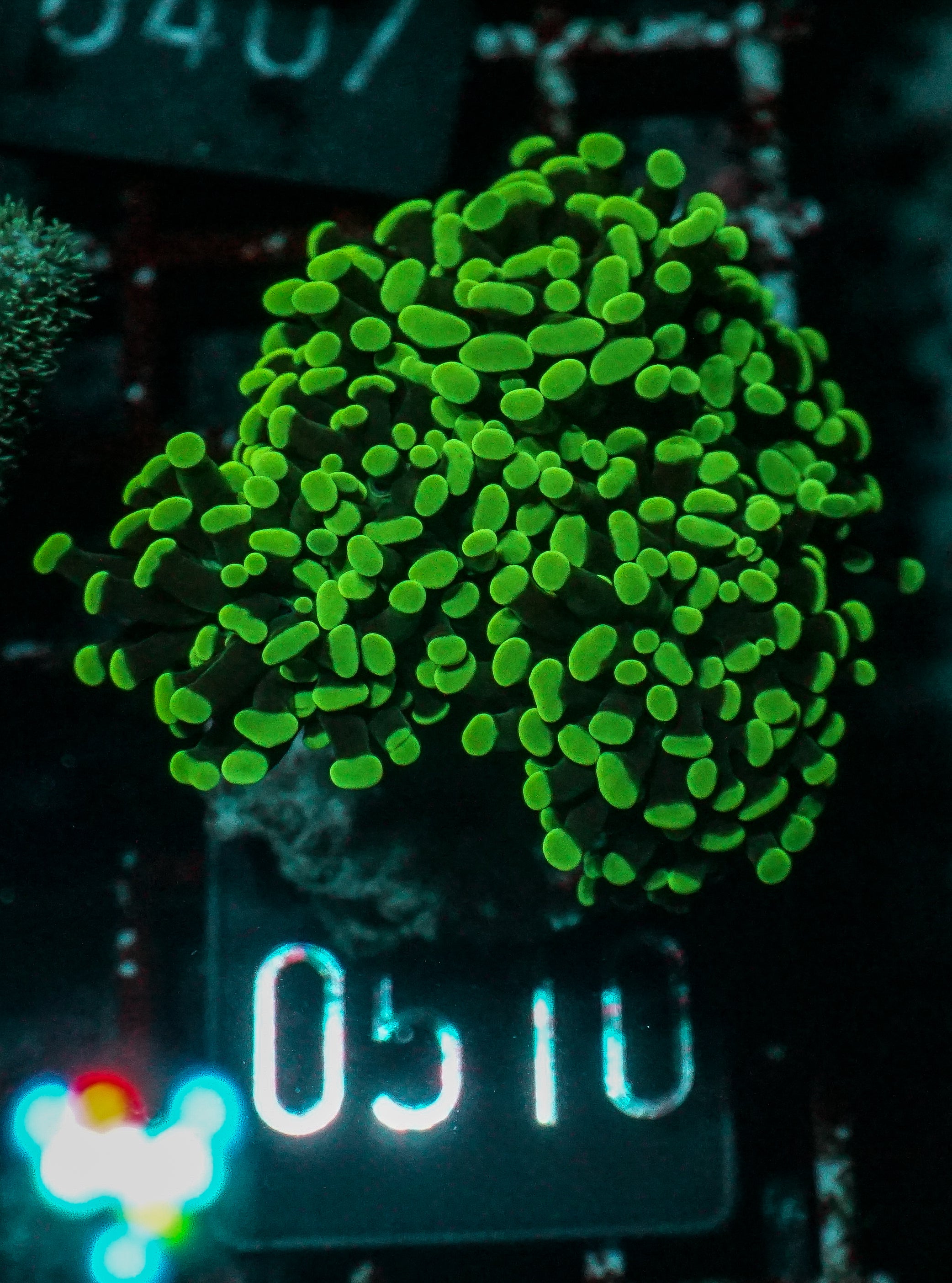 Euphyllia/Fimbriaphyllia paraancora