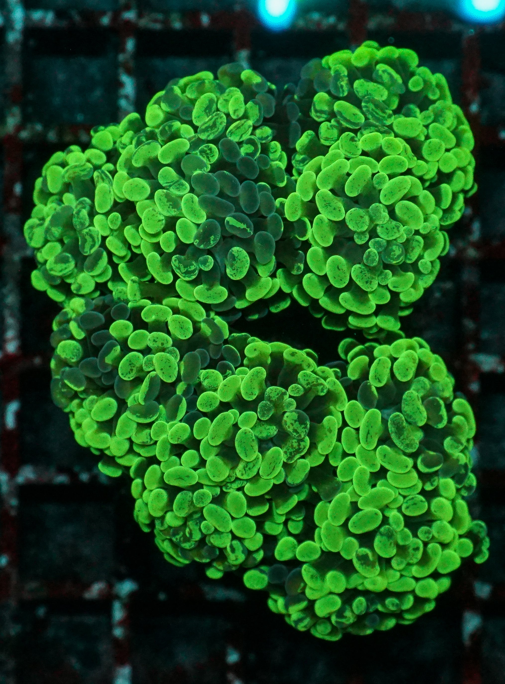 Euphyllia/Fimbriaphyllia paraancora