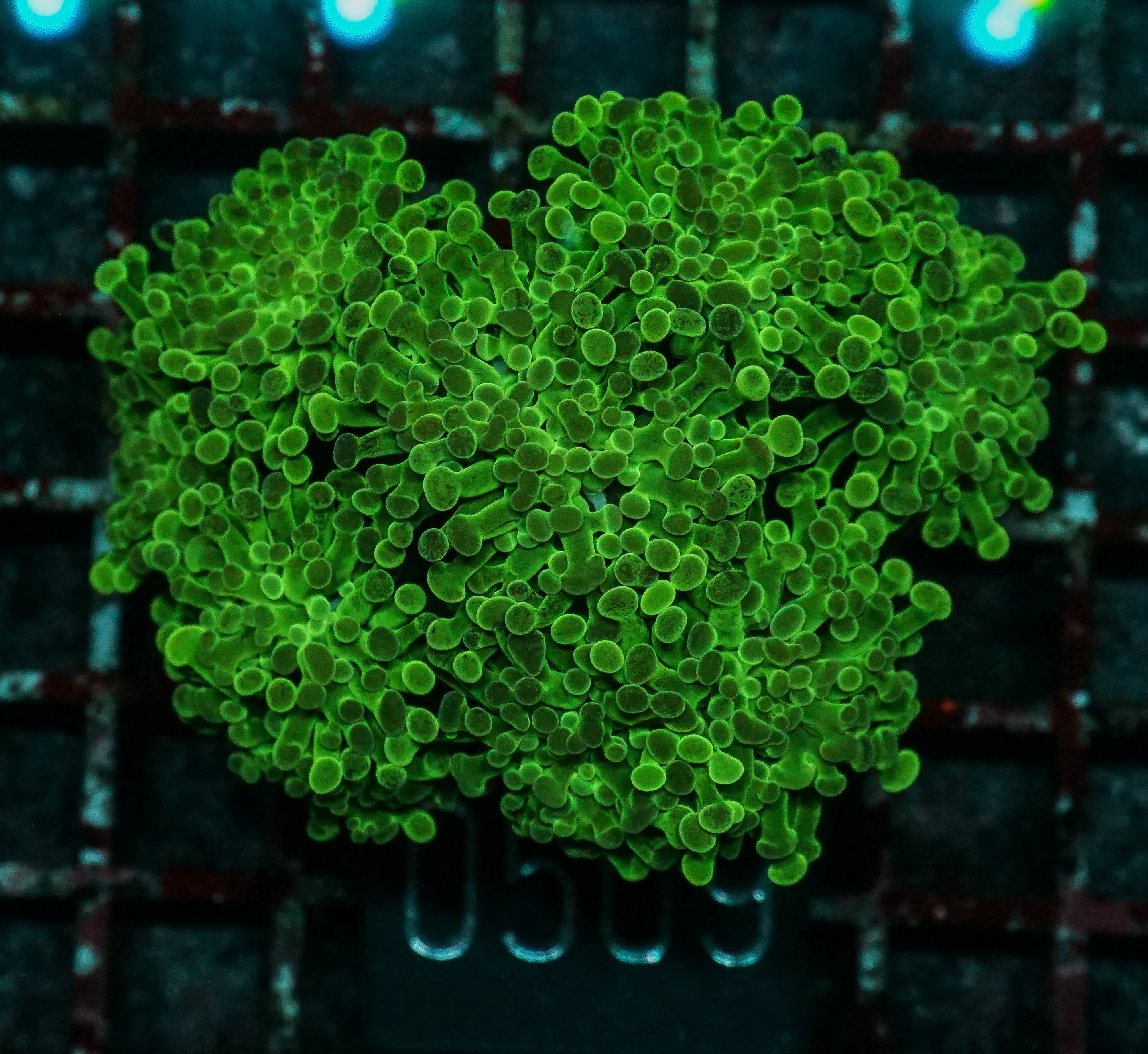 Euphyllia/Fimbriaphyllia sp.