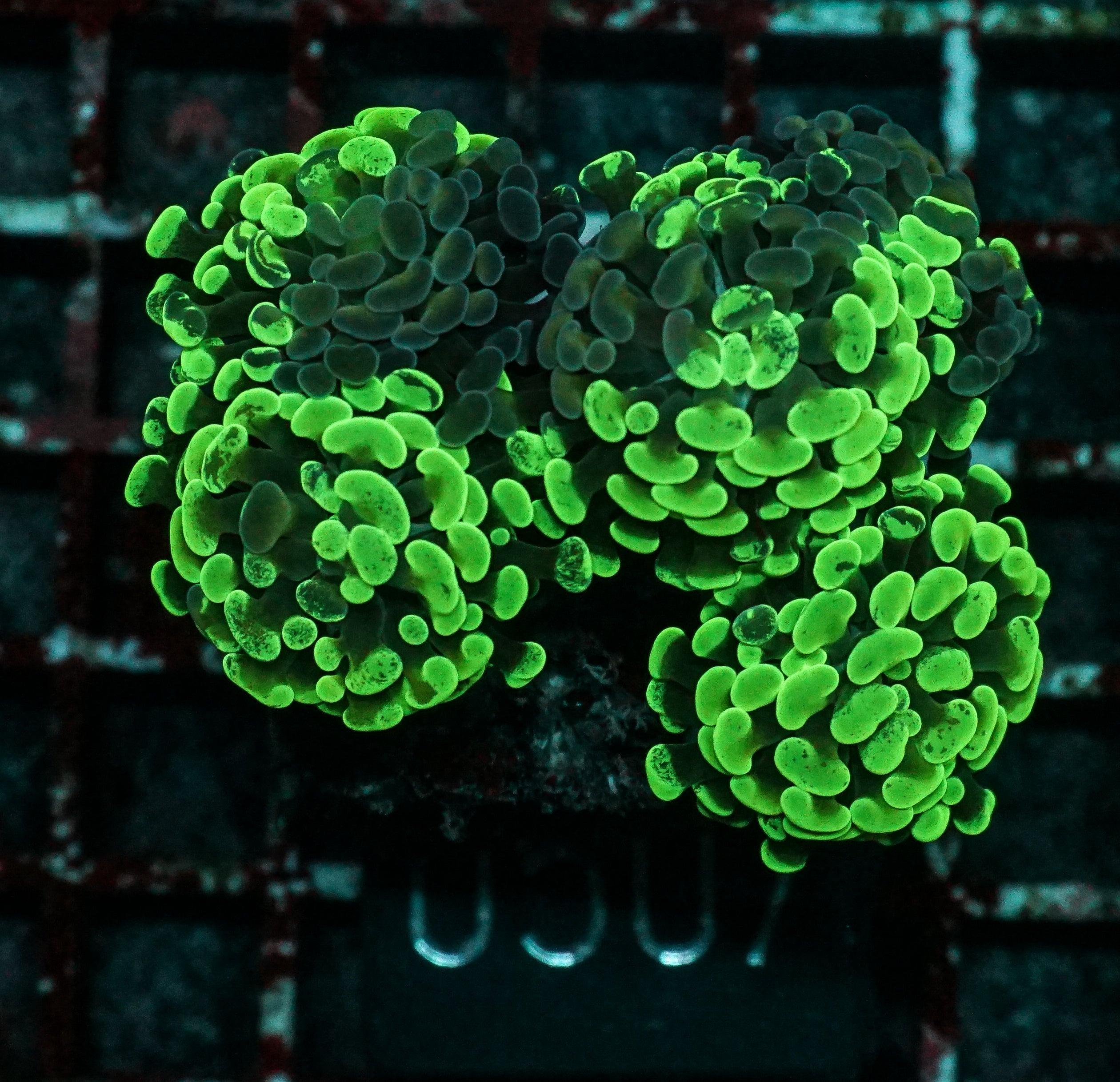 Euphyllia/Fimbriaphyllia paraancora