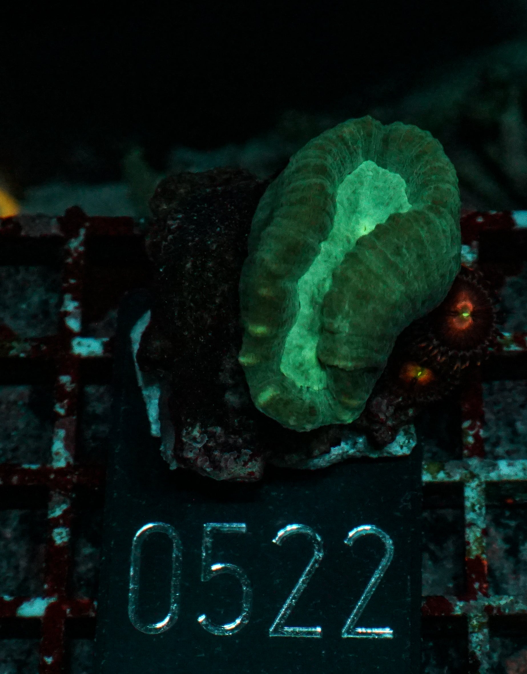 Caulastraea echinulata