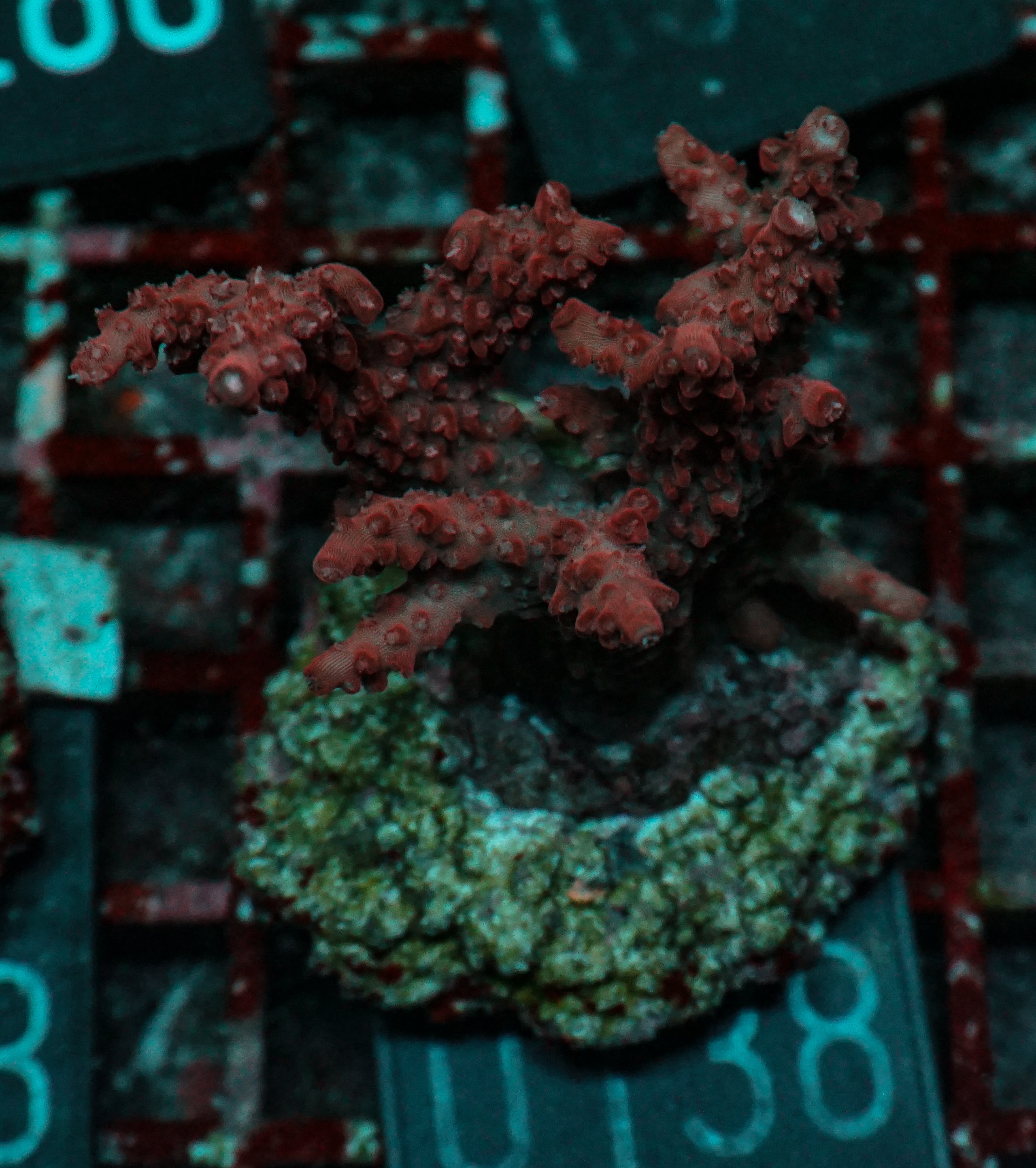 Acropora sp. "red devil"
