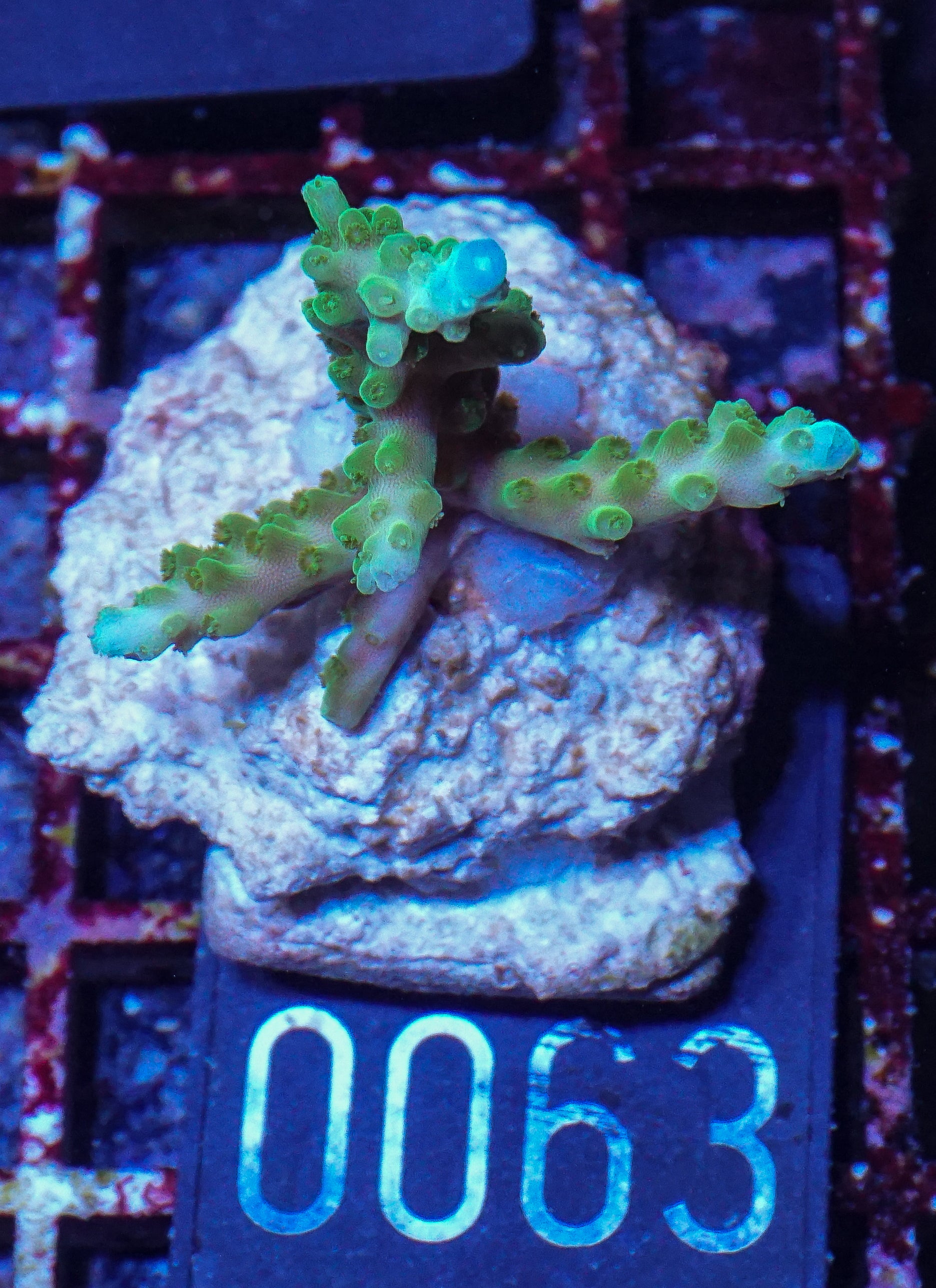 Acropora loisetteae "blue tips"