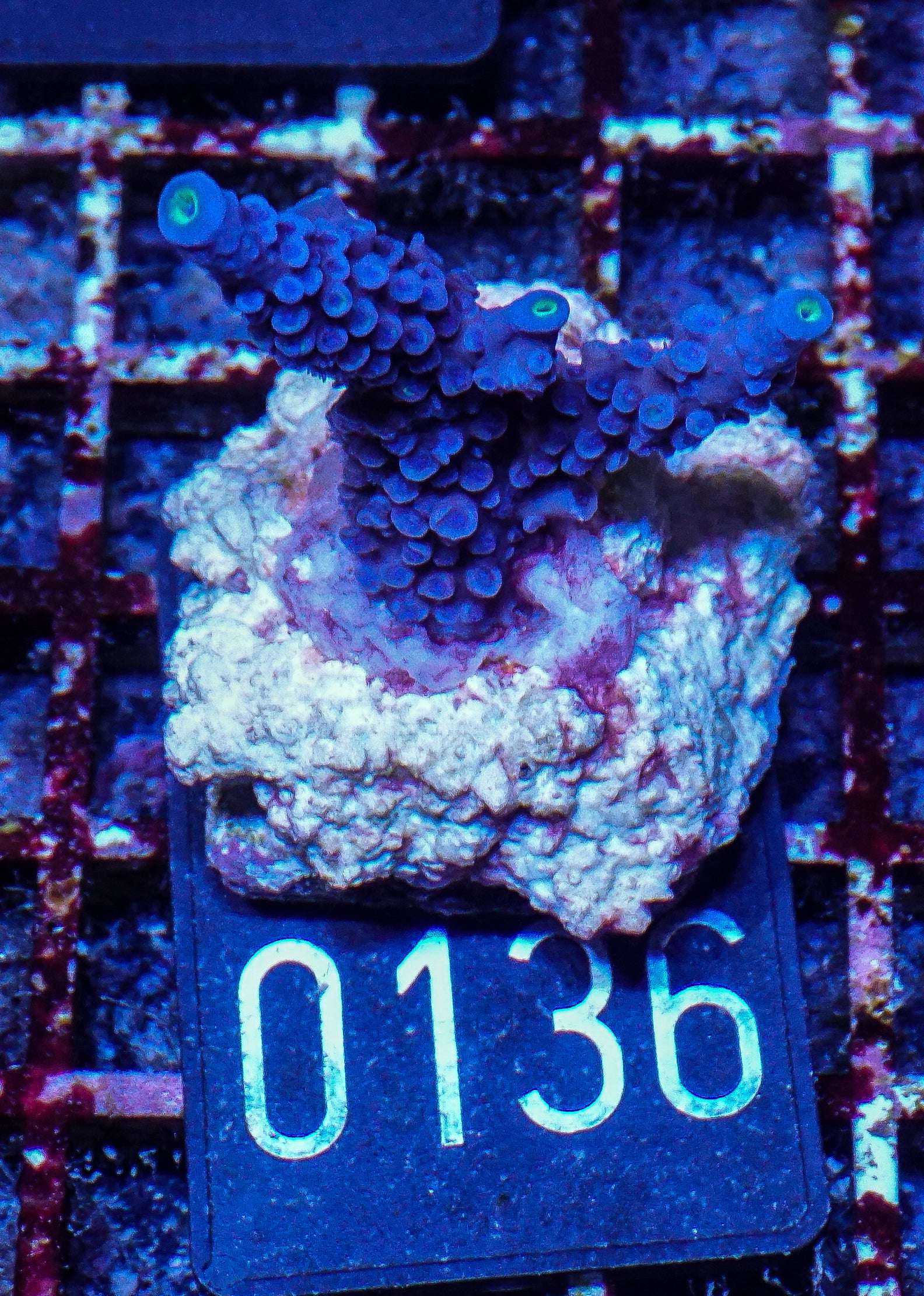 Acropora hoeskmai “blue robin”