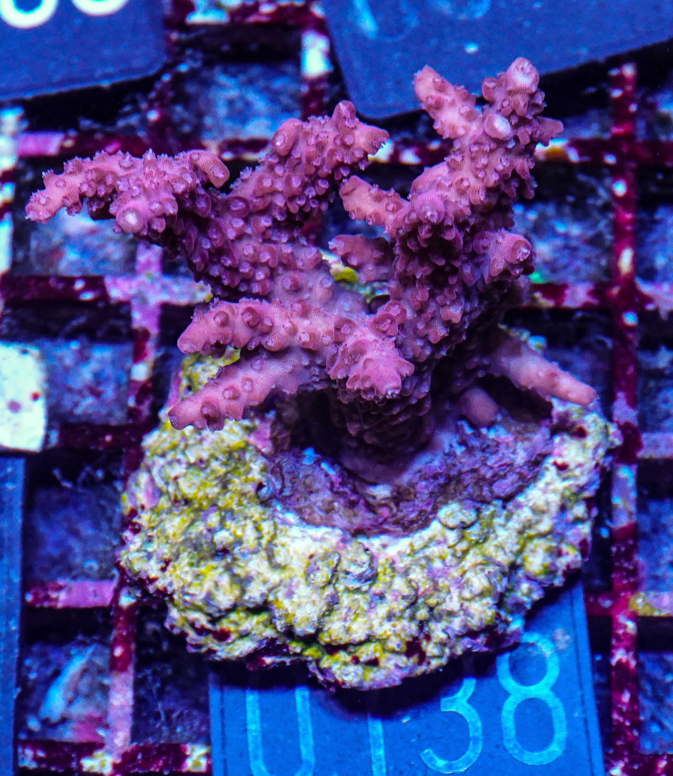 Acropora sp. "red devil"