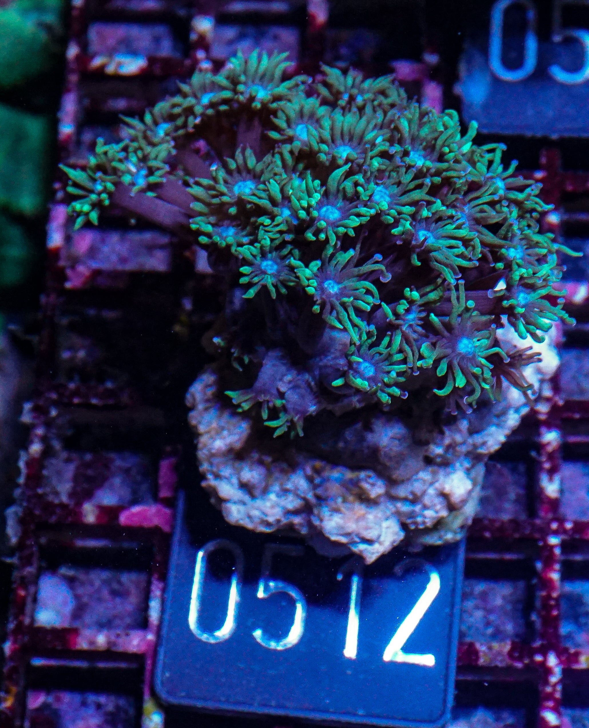 Goniopora lobata "purple"