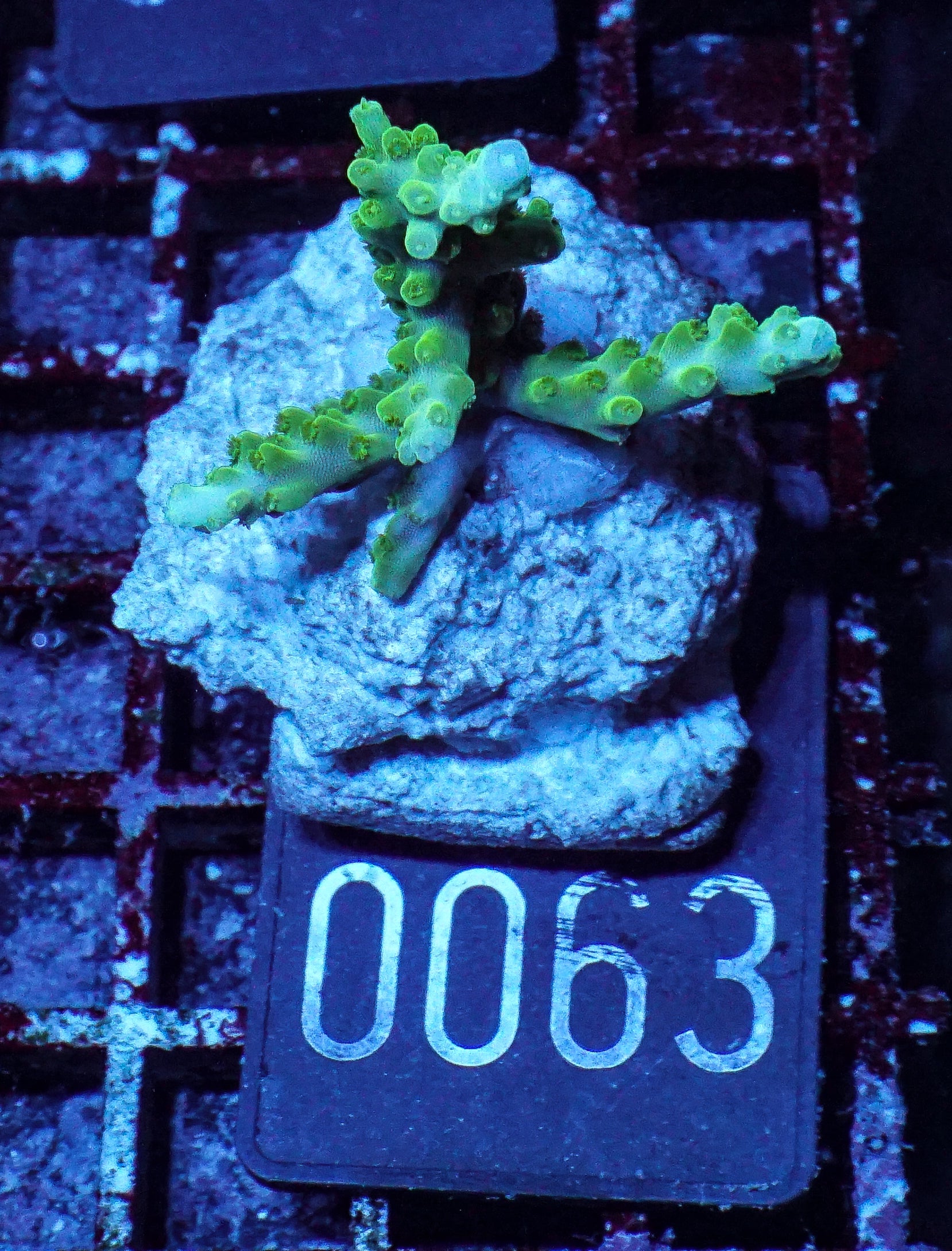 Acropora loisetteae "blue tips"