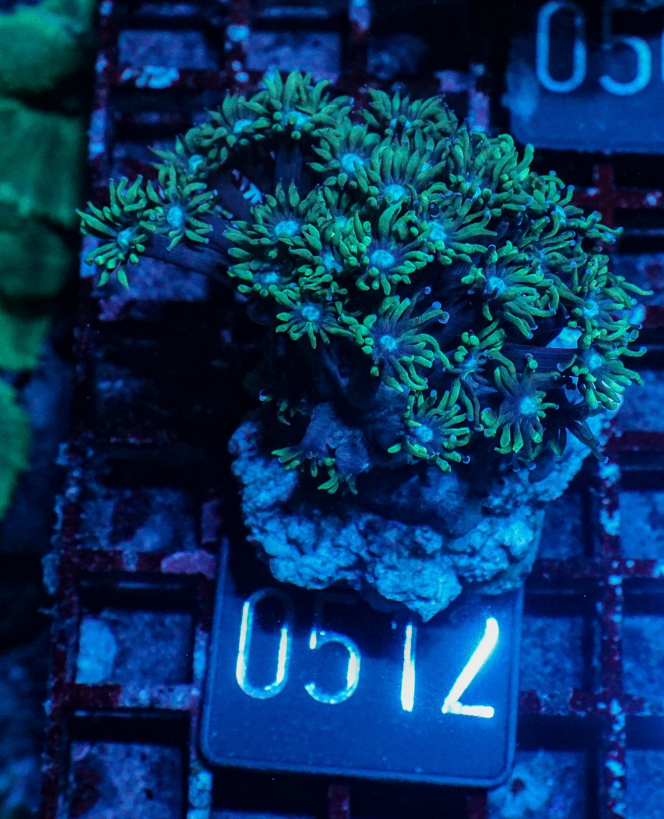 Goniopora lobata "purple"