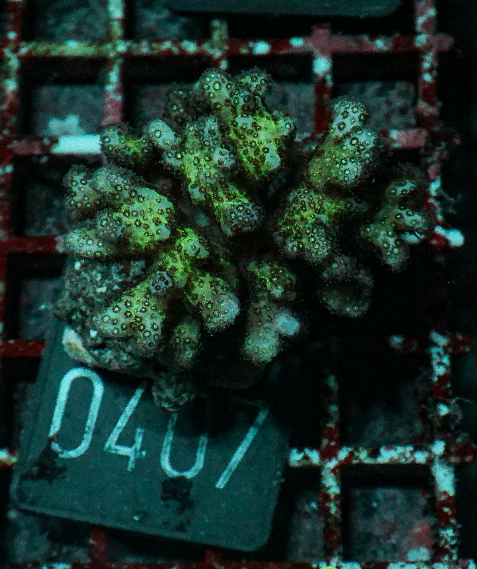 Pocillopora damicornis "tricolor"