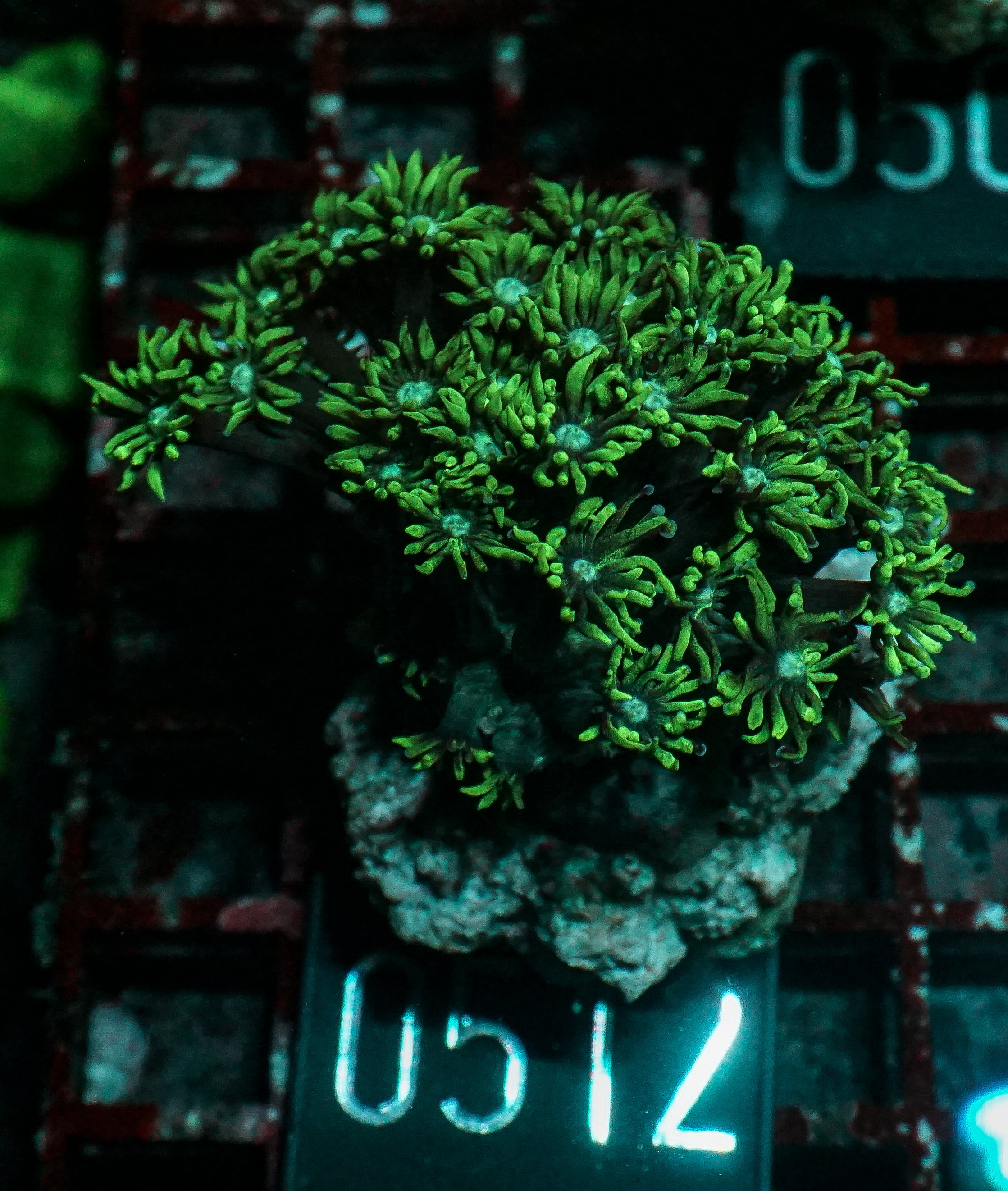 Goniopora lobata "purple"