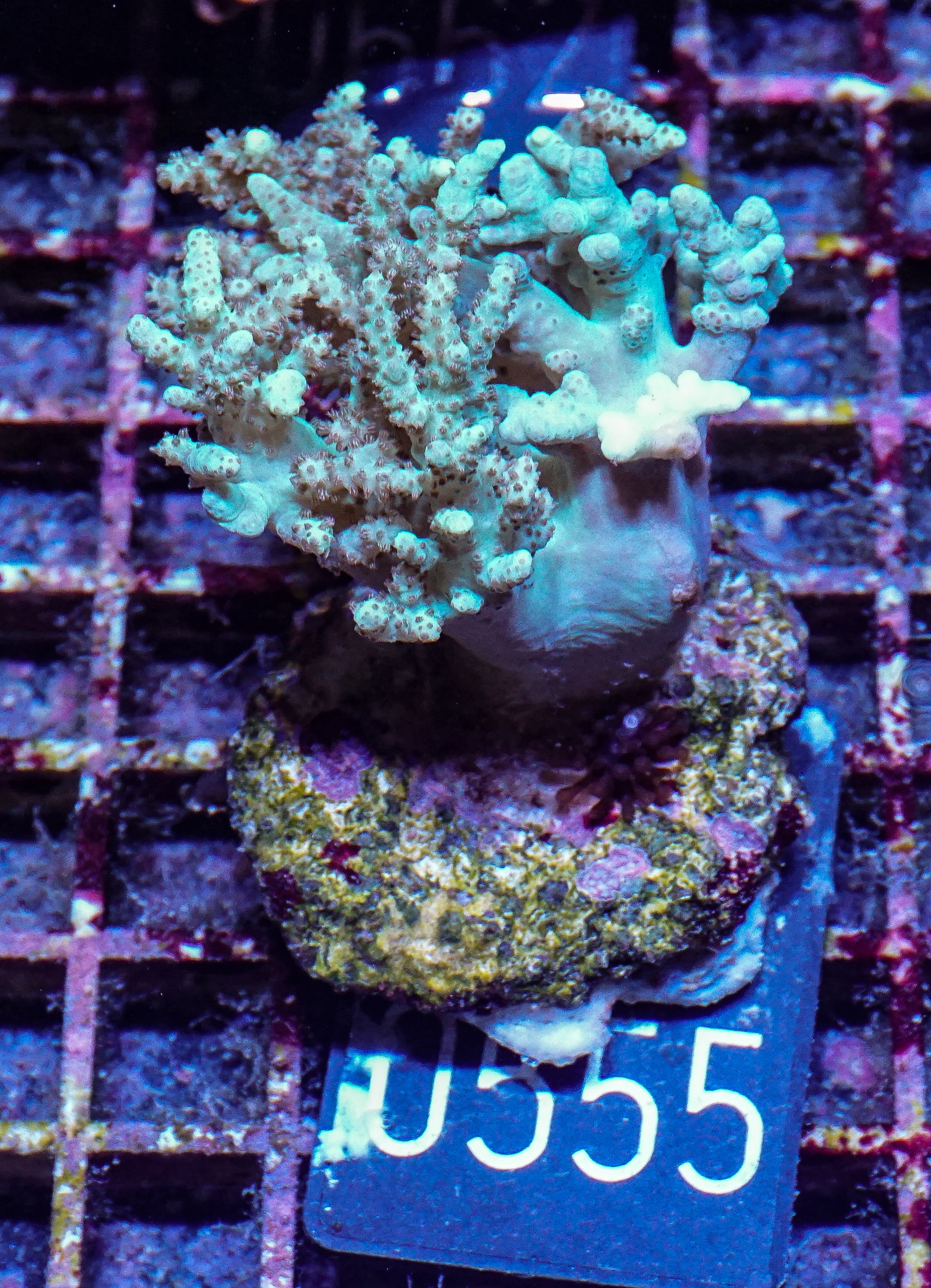 Sinularia/ Sclerophytum “fiji palau”