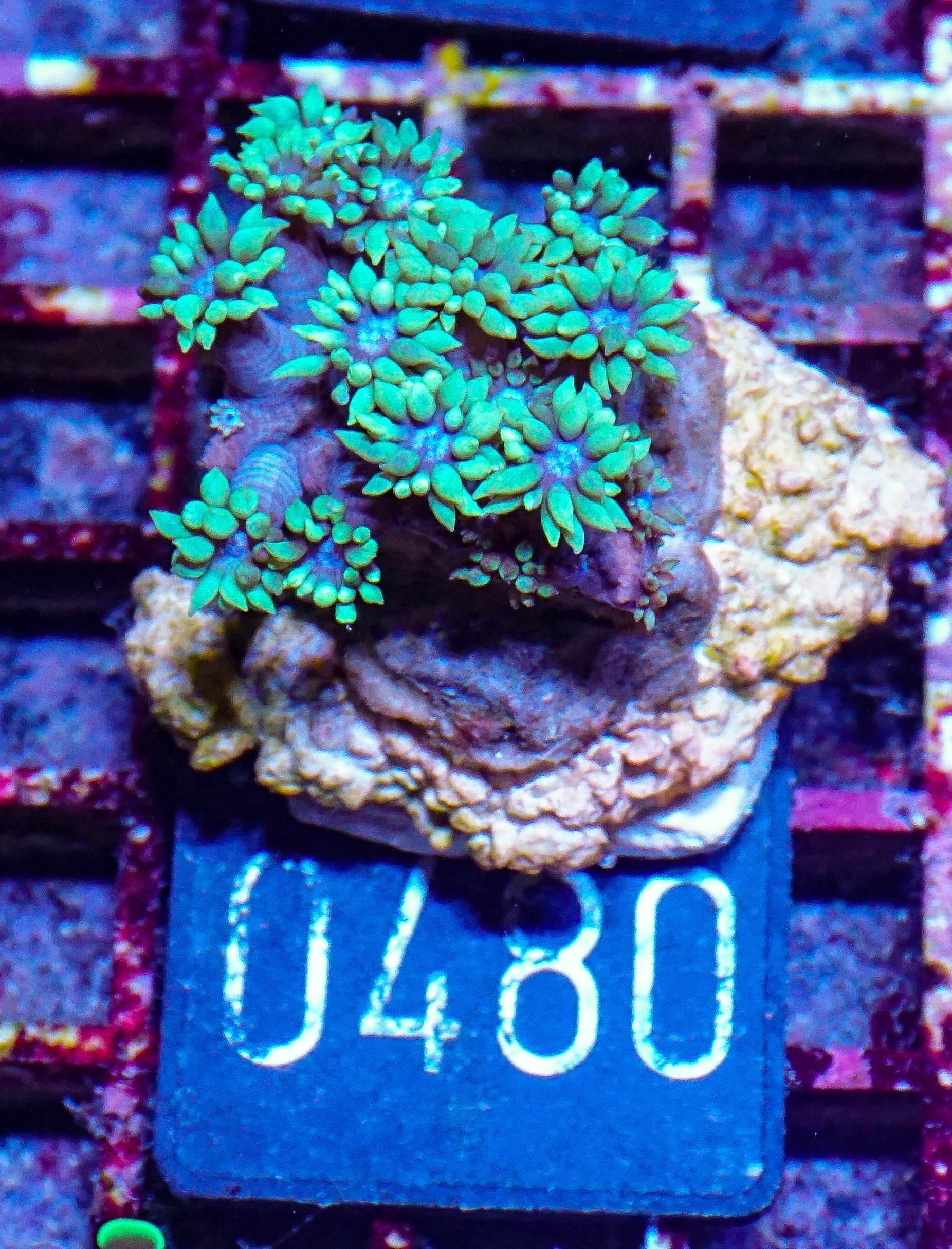Goniopora lobata "purple"