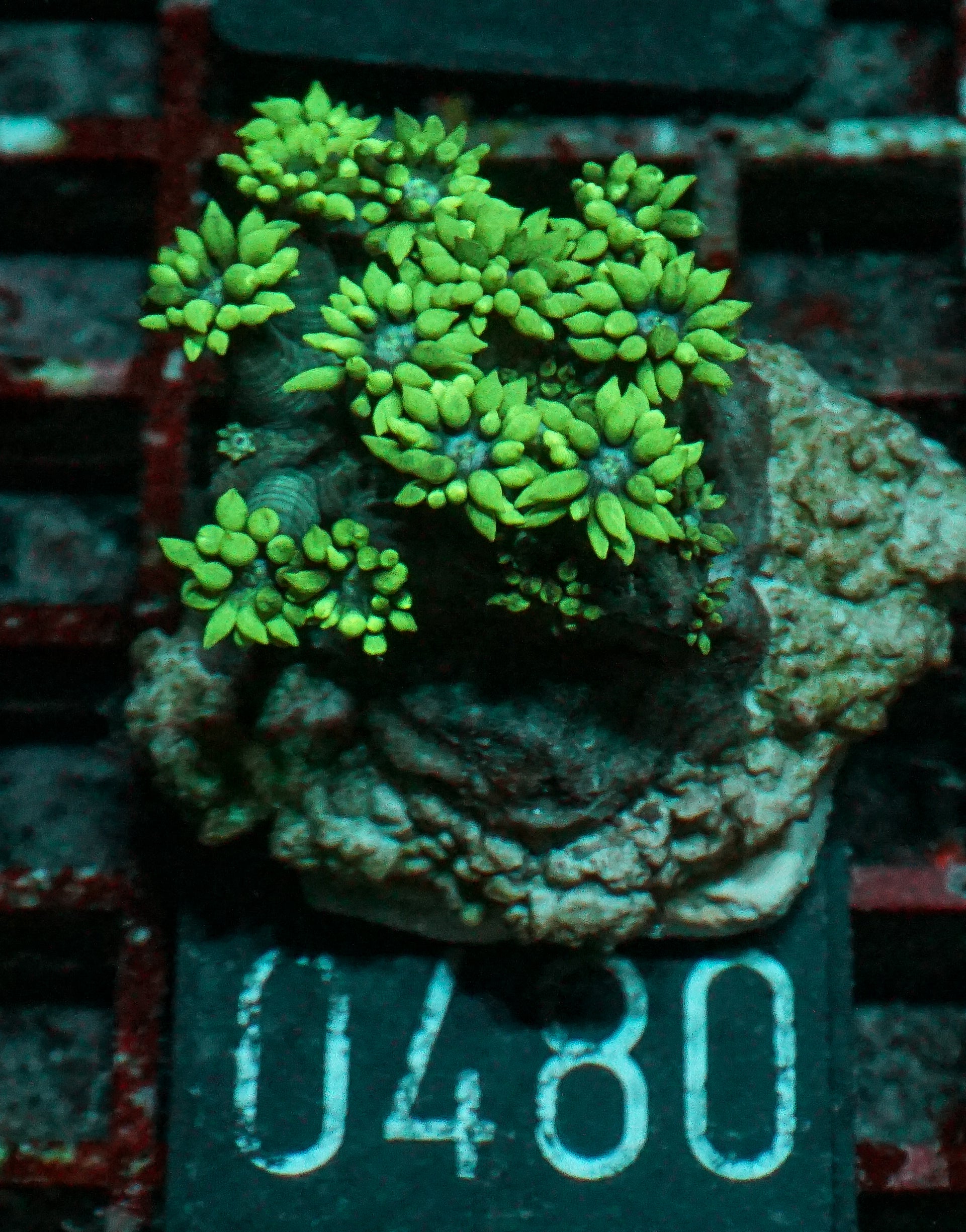 Goniopora lobata "purple"