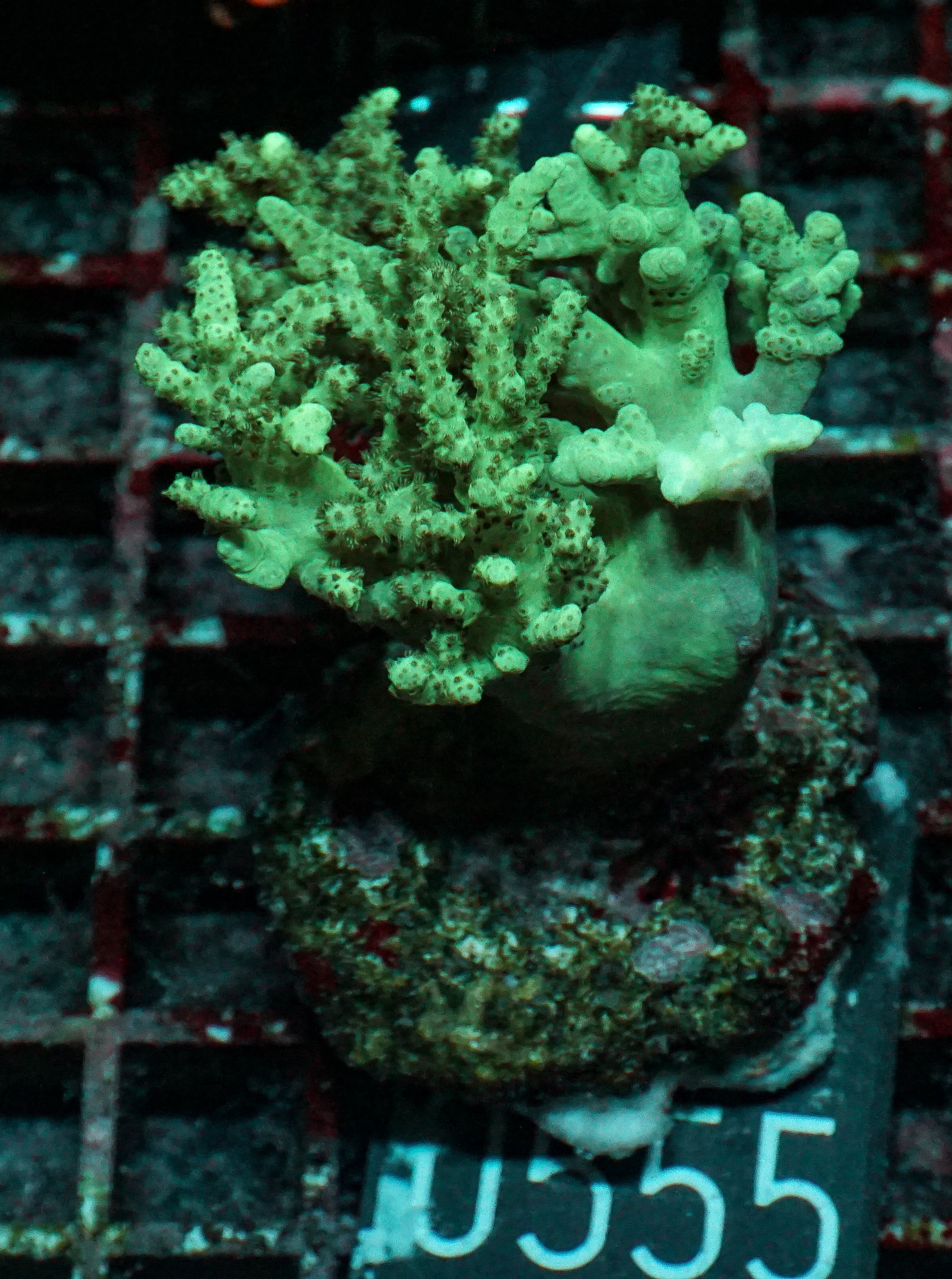 Sinularia/ Sclerophytum “fiji palau”