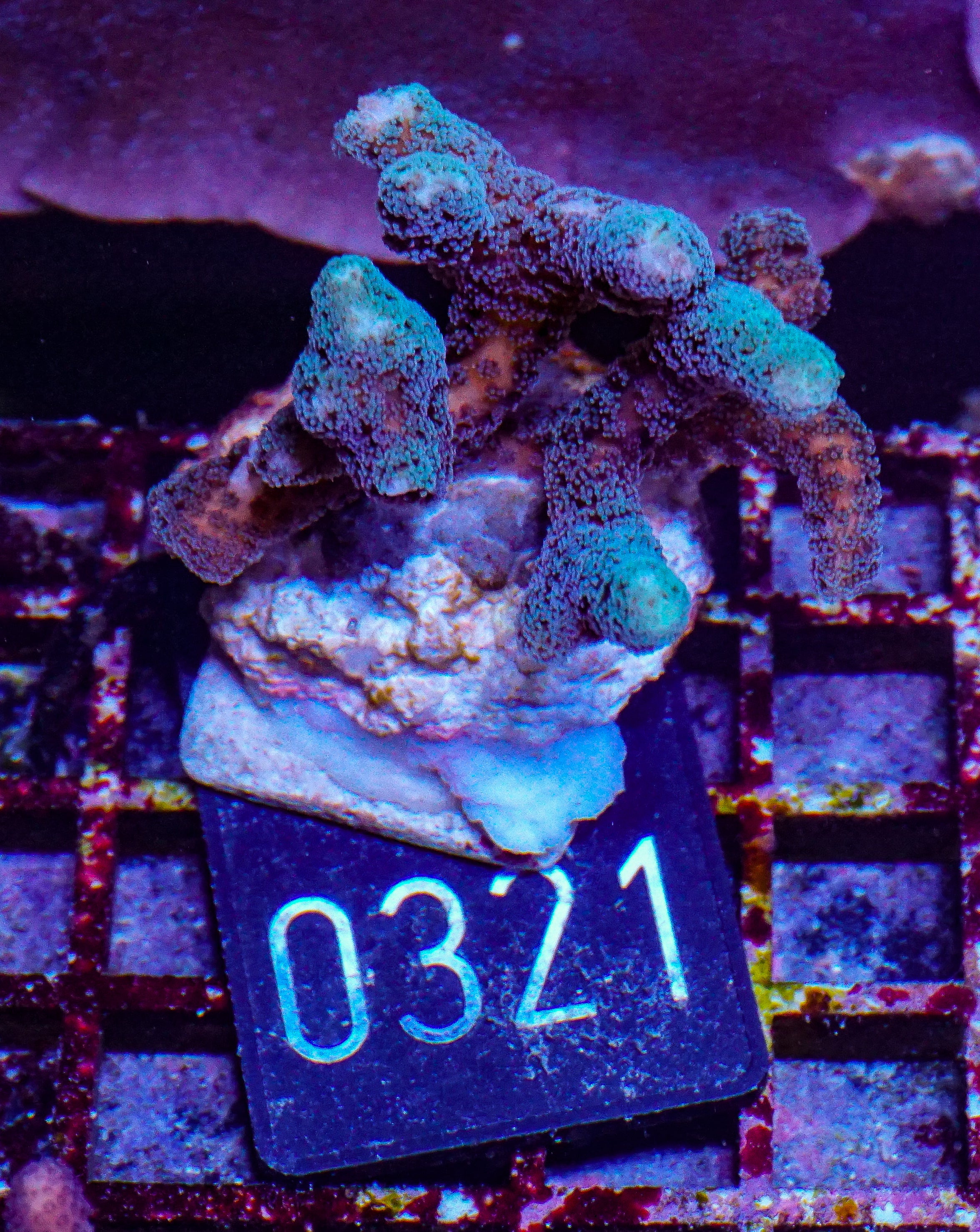 Seriatopora caliendrum "mint"