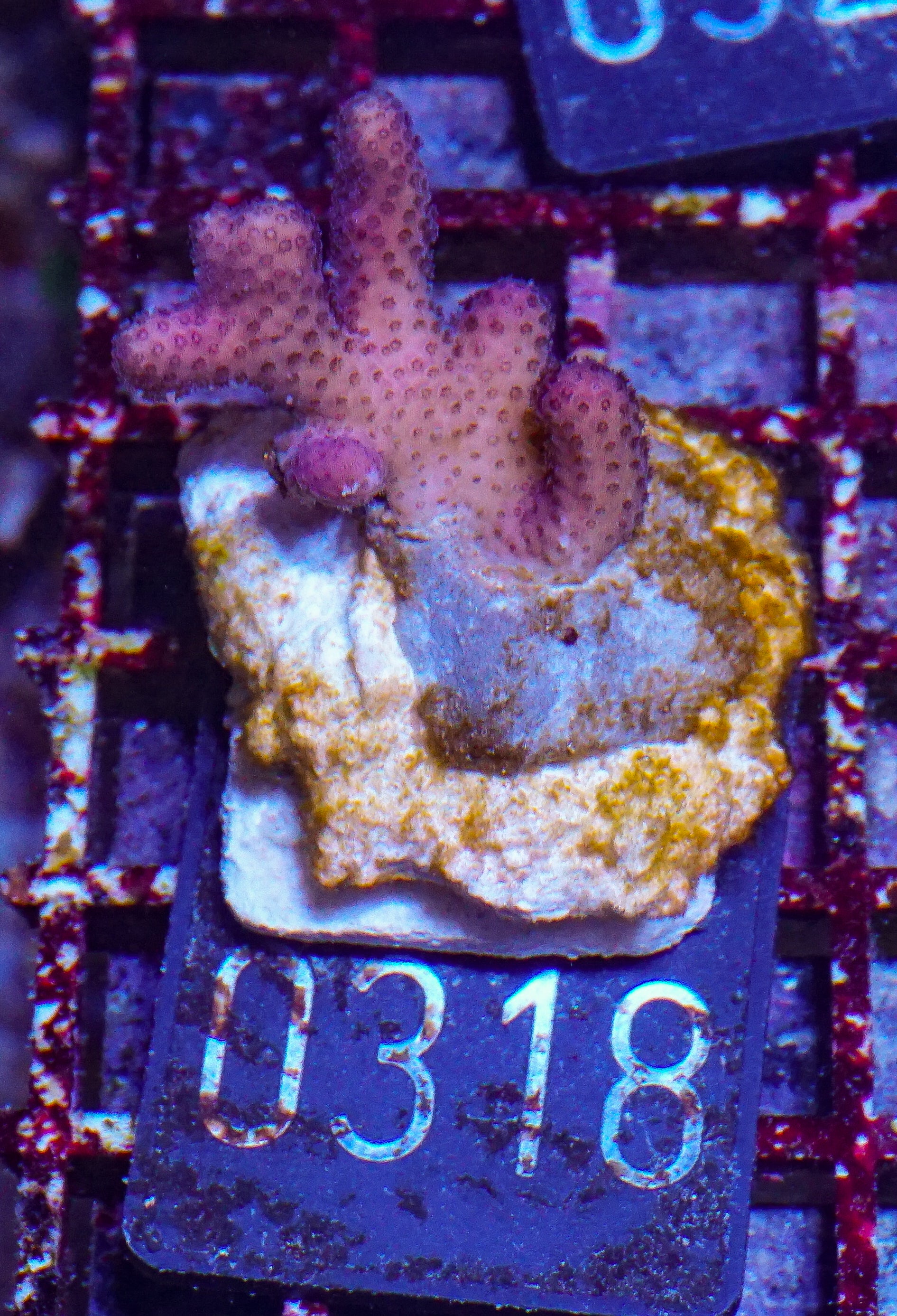 Stylophora subseriata