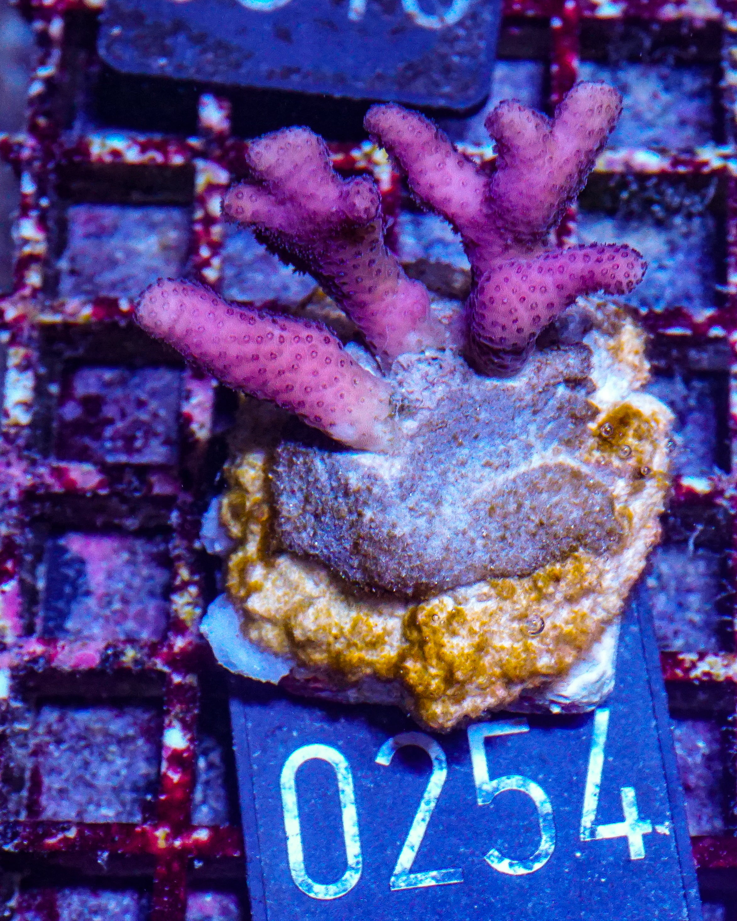 Stylophora subseriata