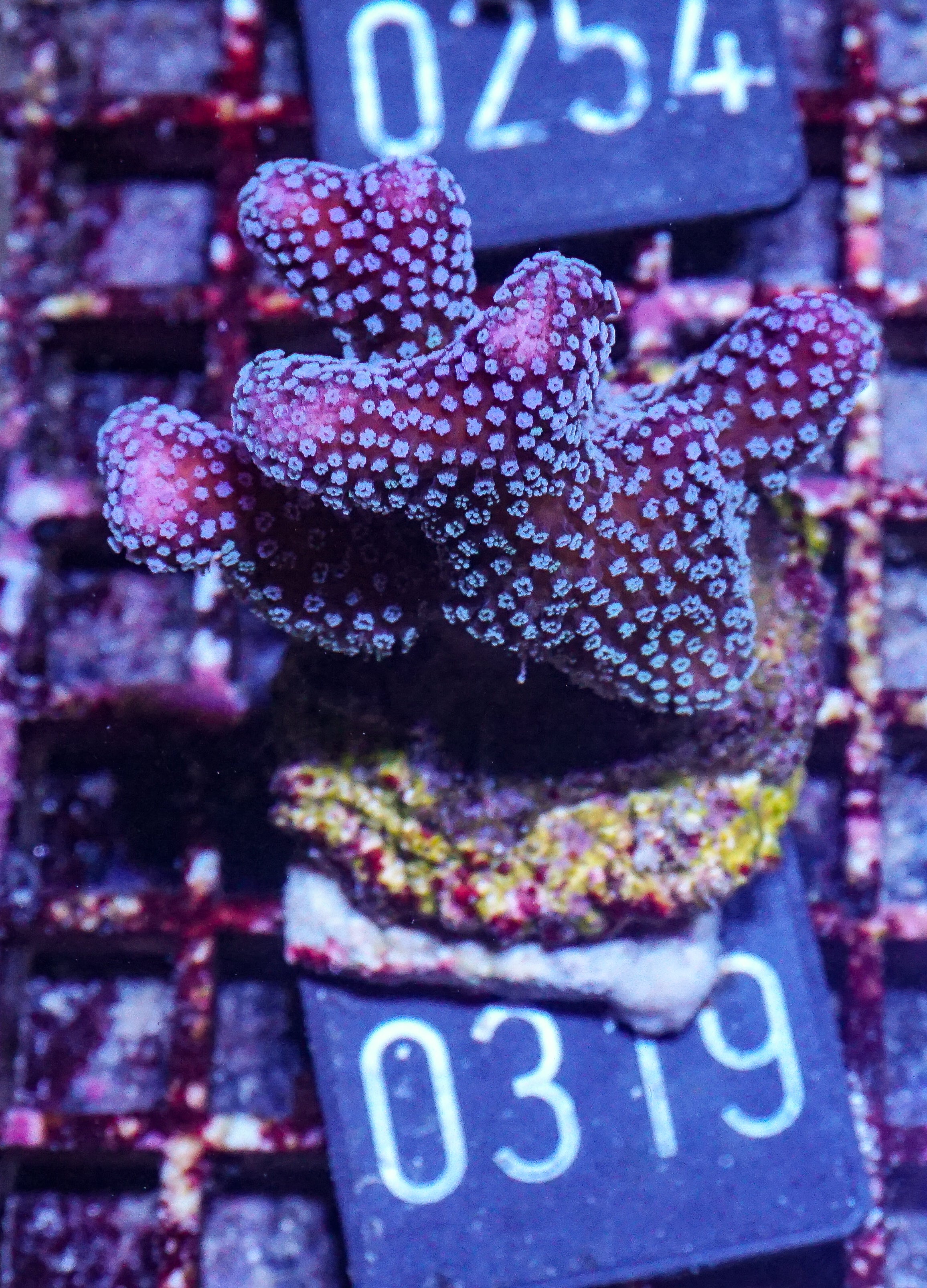 Stylophora pistillata "pink-white tips"