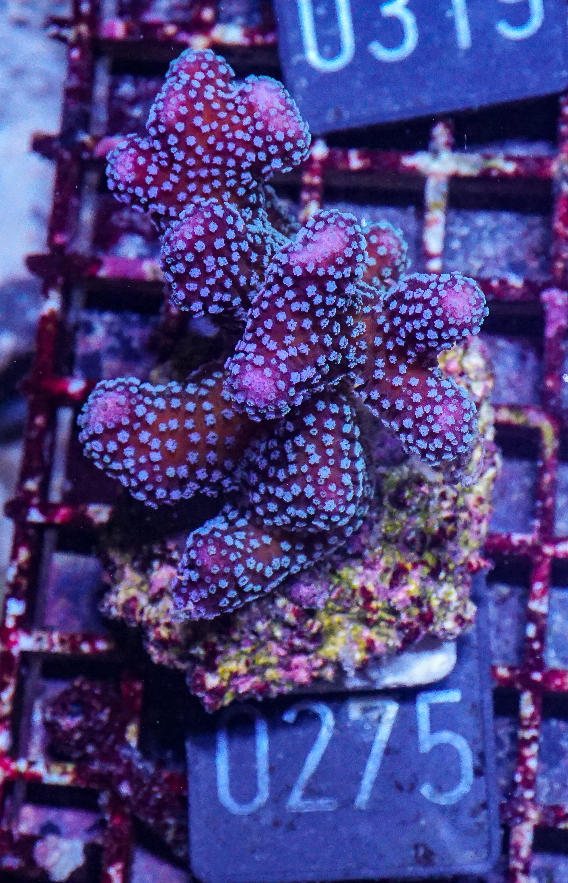 Stylophora pistillata "pink-white tips"