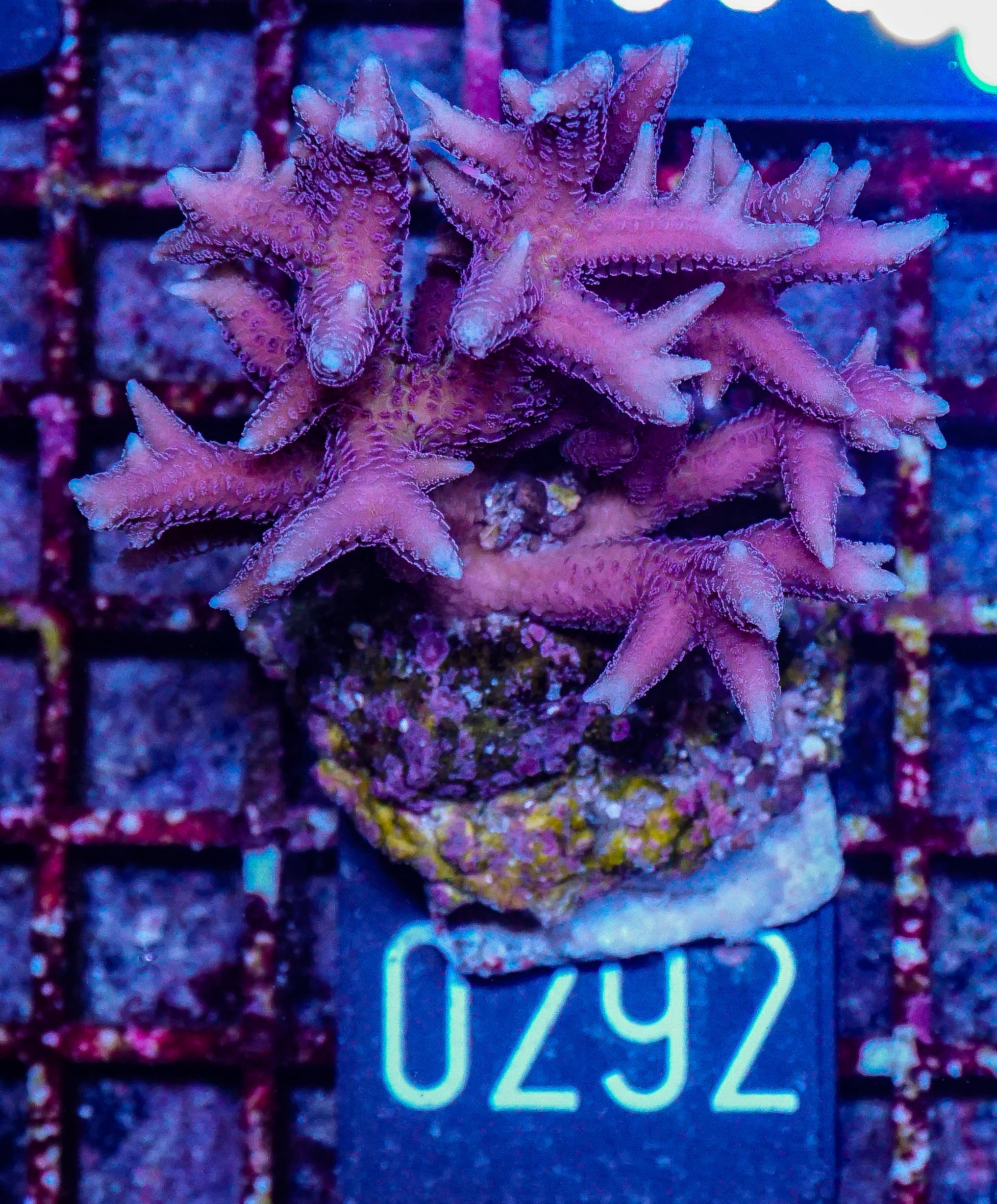 Seriatopora stellata