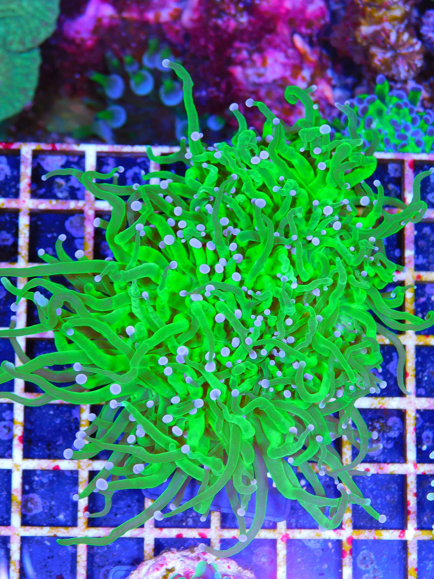 Euphyllia glabrescens "toxic green"